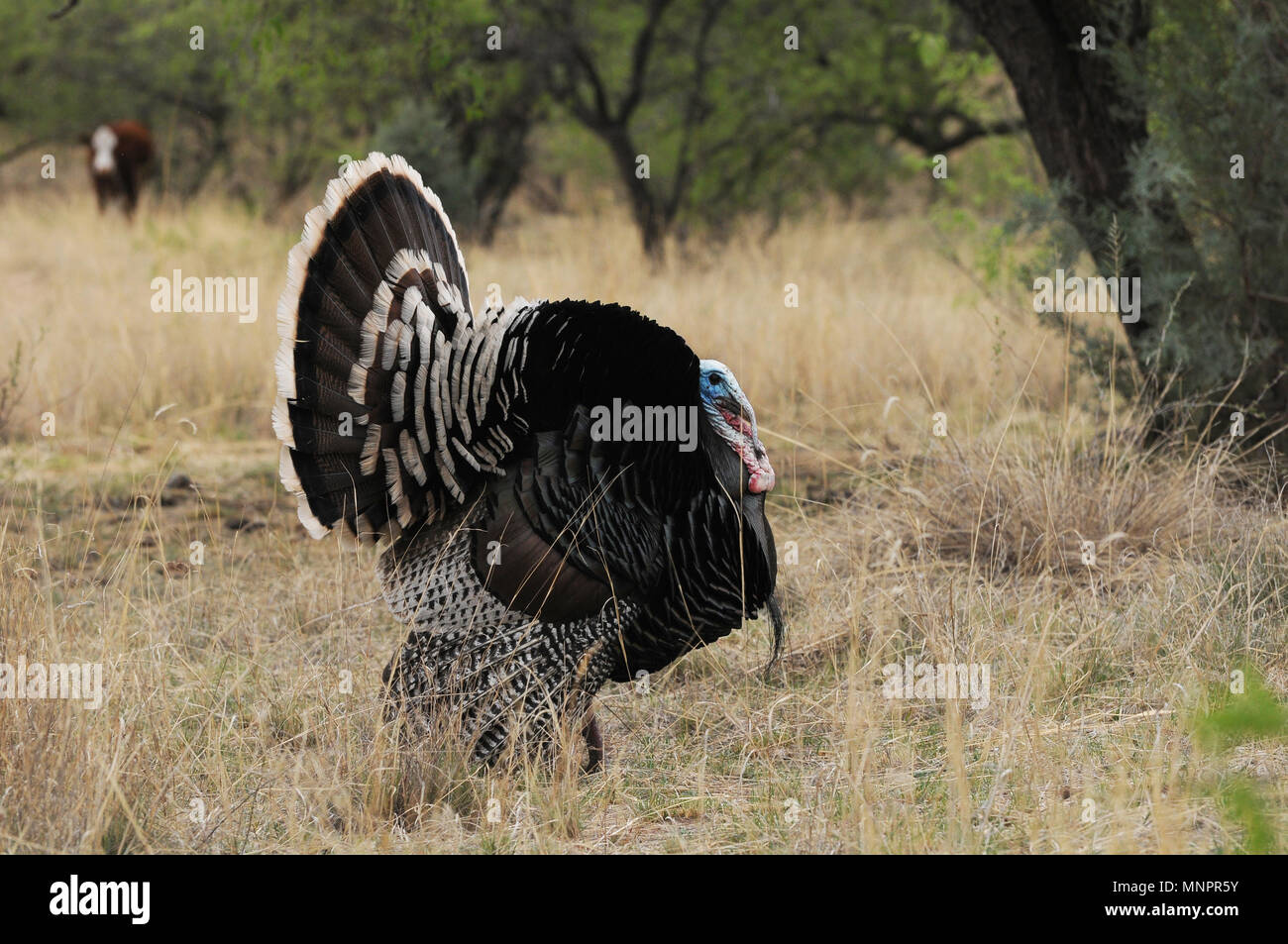A male Gould's wild turkey, (M. g. mexican, and several females roam