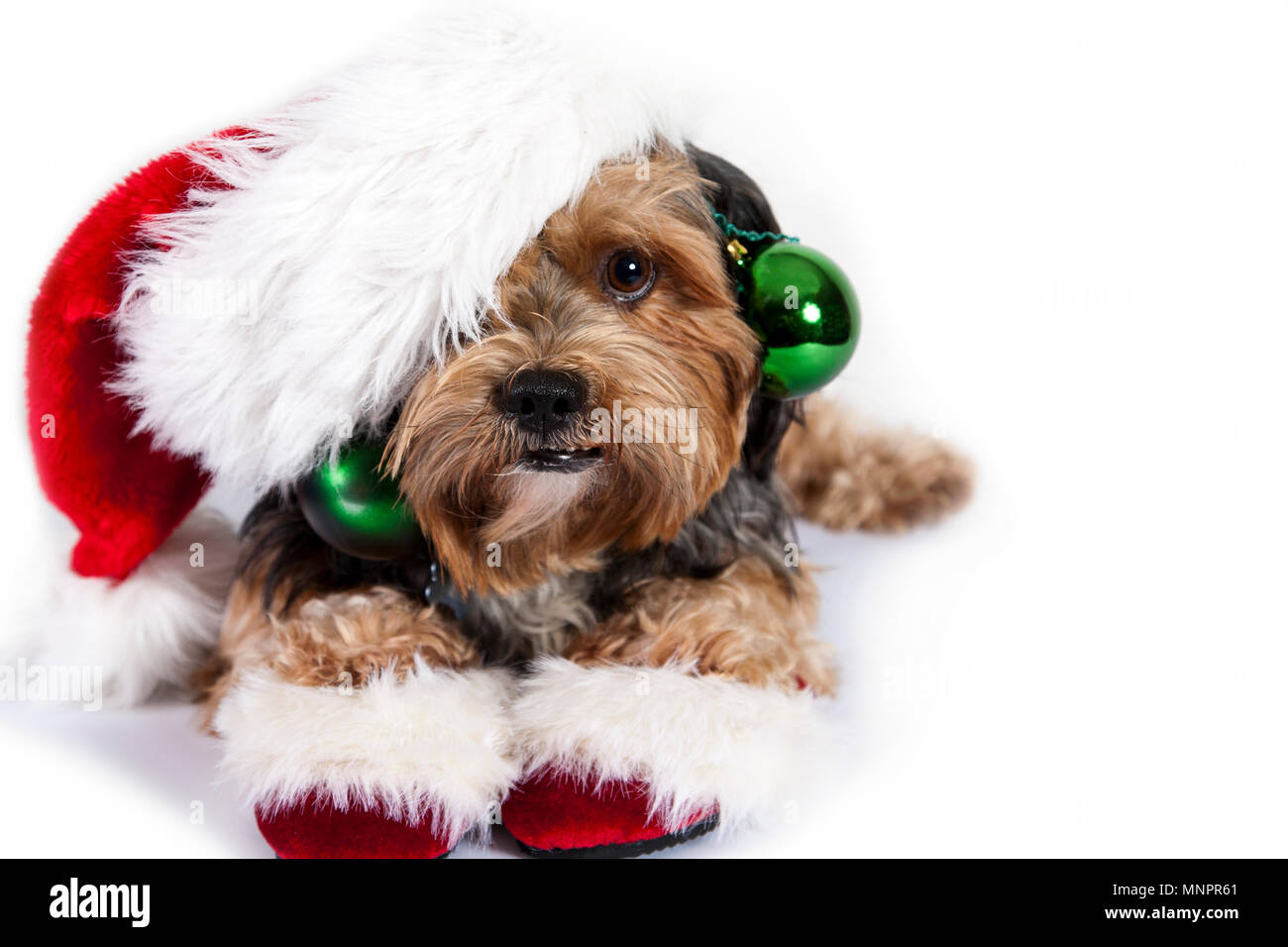 A sweet brown and black dog decorated with a Santa hat and slippers and  green holiday ornaments in studio Stock Photo - Alamy