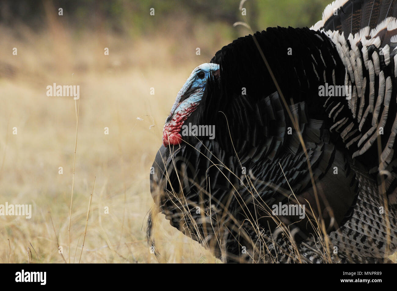 A male Gould's wild turkey, (M. g. mexican, and several females roam