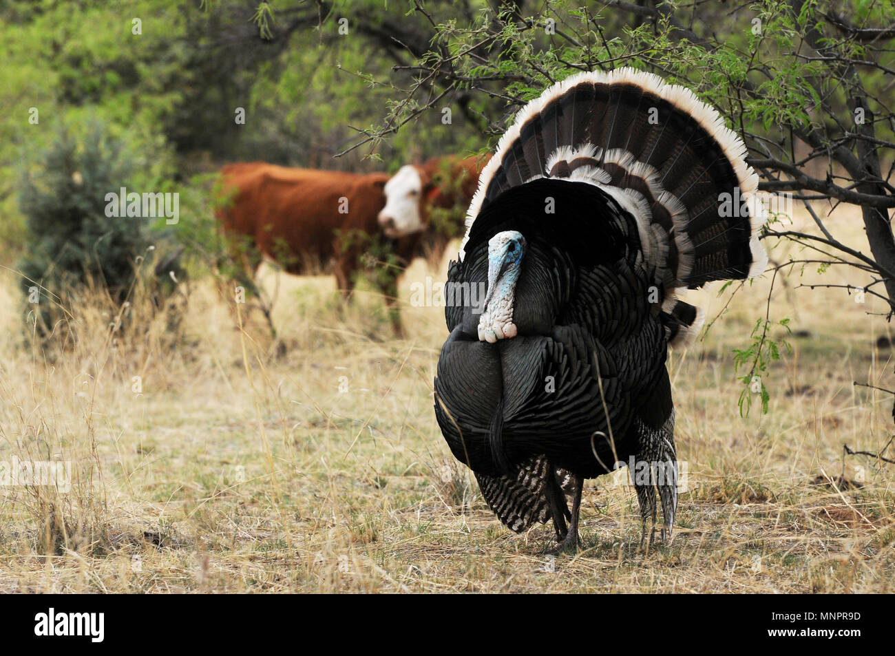 A male Gould's wild turkey, (M. g. mexican, and several females roam the grasslands in the