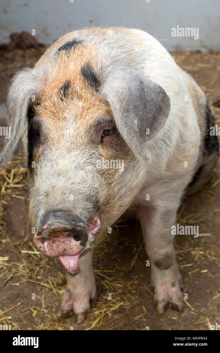 Pig at the pig farm at Lilbosch Abbey in Echt, the Netherlands. The meat from pigs at the Trappist Monastery is used to make Livar meat products. Stock Photo