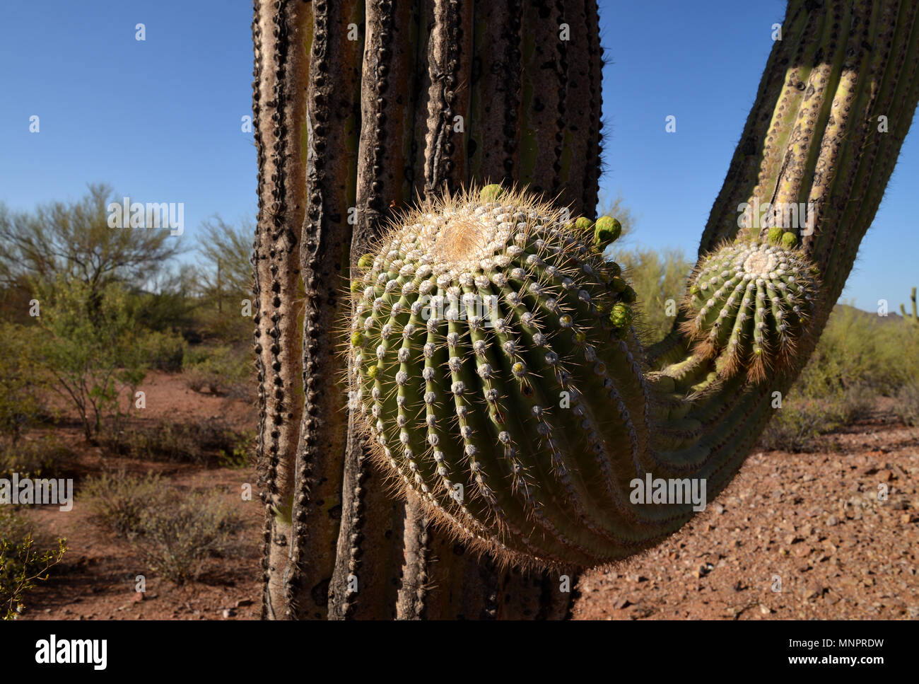 Ironwood Trees Bloom As Saguaro Cactus Bud Prior To Blooming Silverbell Mountains Ragged Top Peak Ironwood Forest National Monument Sonoran Desert Stock Photo Alamy