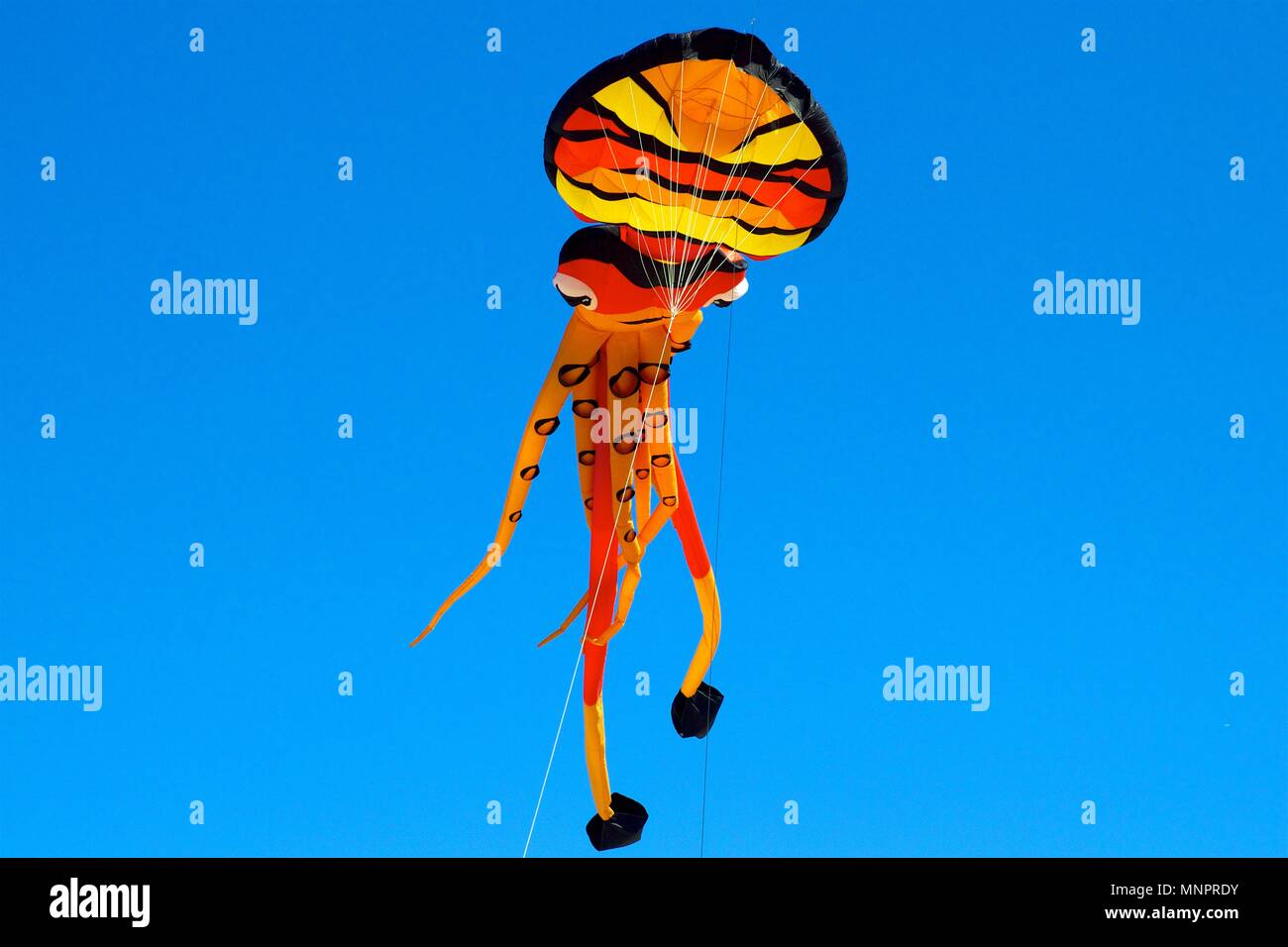 May 26, 2013 Wildwood, NJ, USA An octopusshaped kite soars high