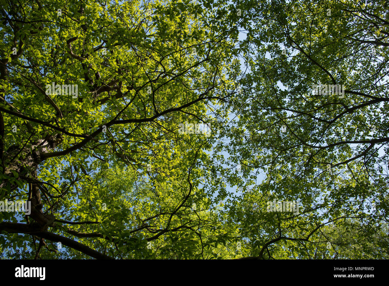 Through The Trees Stock Photo Alamy