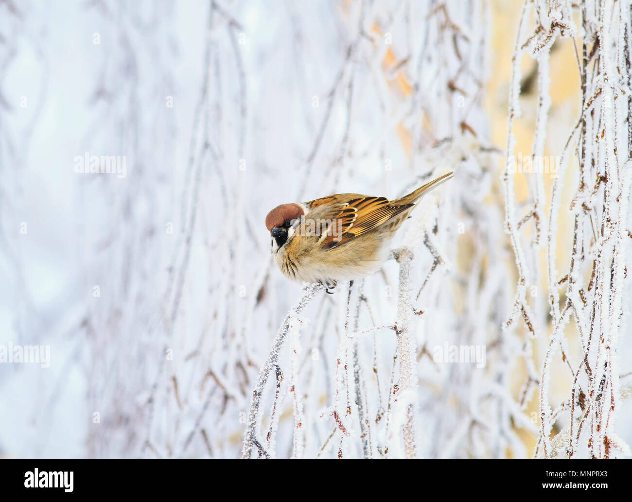 beautiful little bird Sparrow sitting in winter Park on birch branches with fluffy white frosting and snowflakes Stock Photo