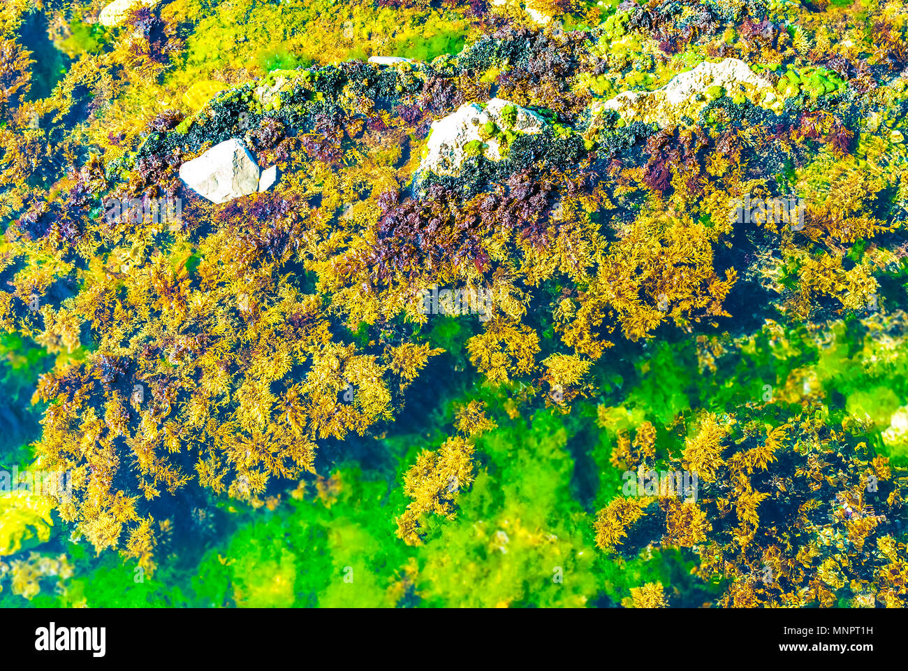Close up shot of sea shallow water rocks and sea weeds. Stock Photo