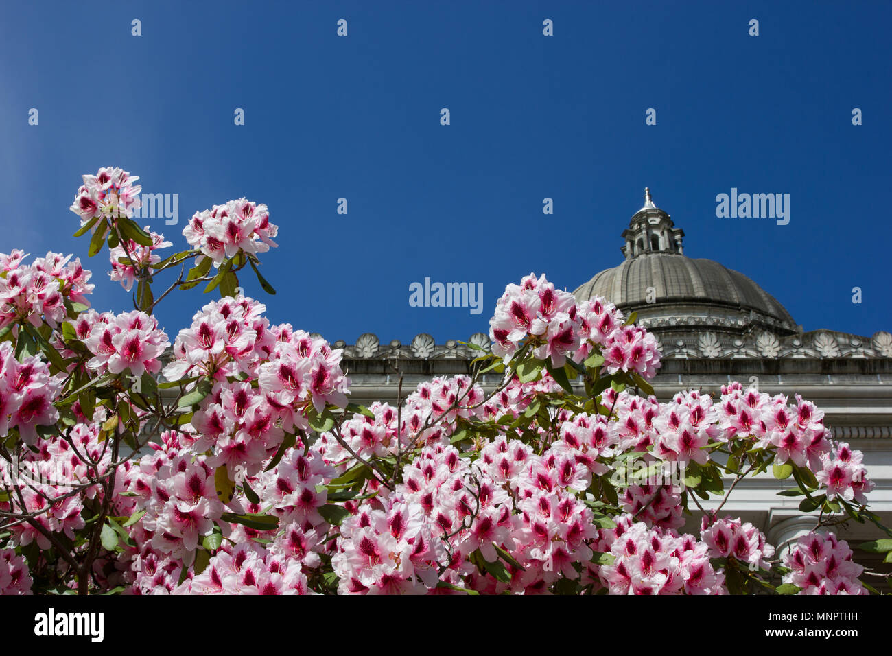 Bright and colorful rhododendrons frame the majestic Washington State