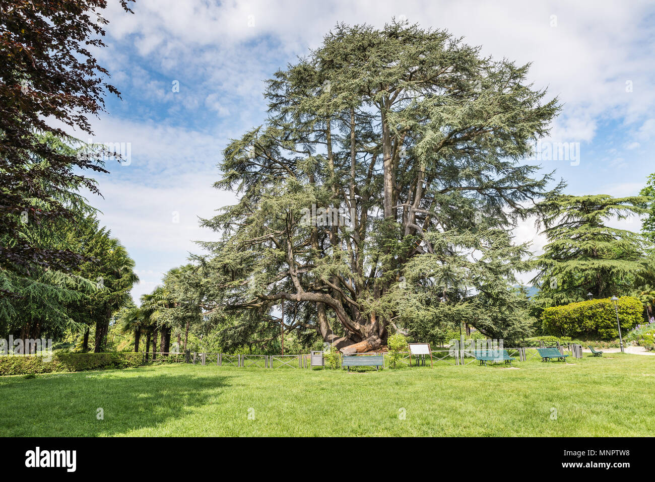 Monumental tree of Cedar of Lebanon (Cedrus libani) public gardens or Estensi gardens, city center of Varese, Italy Stock Photo