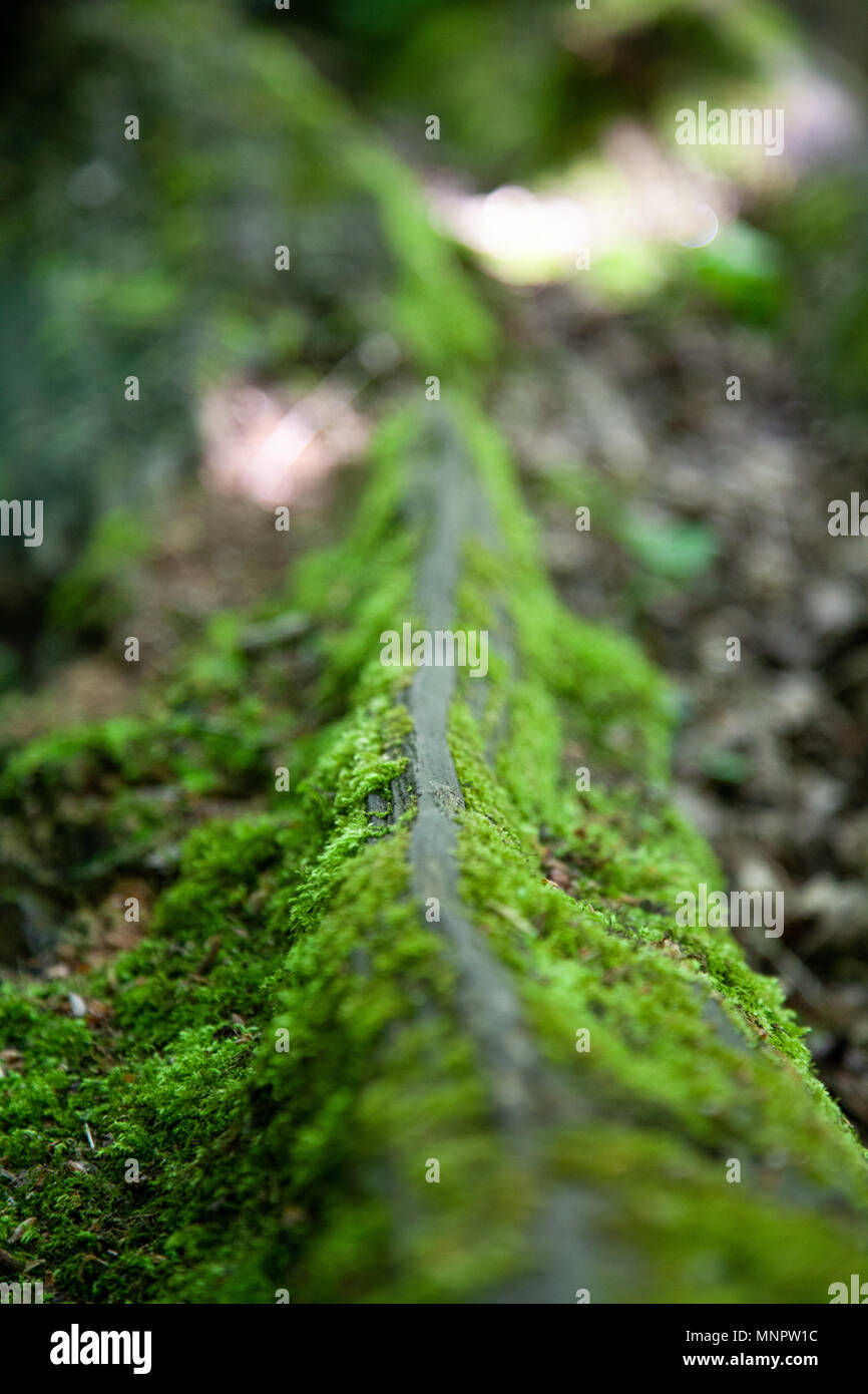Close up moss tree bark hi-res stock photography and images - Alamy