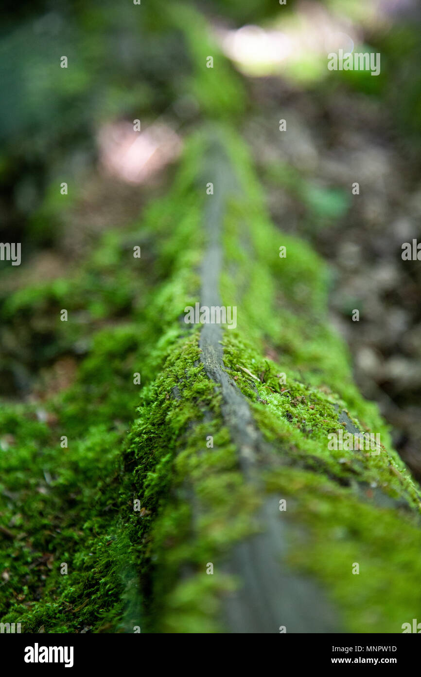 Close up moss landscape hi-res stock photography and images - Alamy