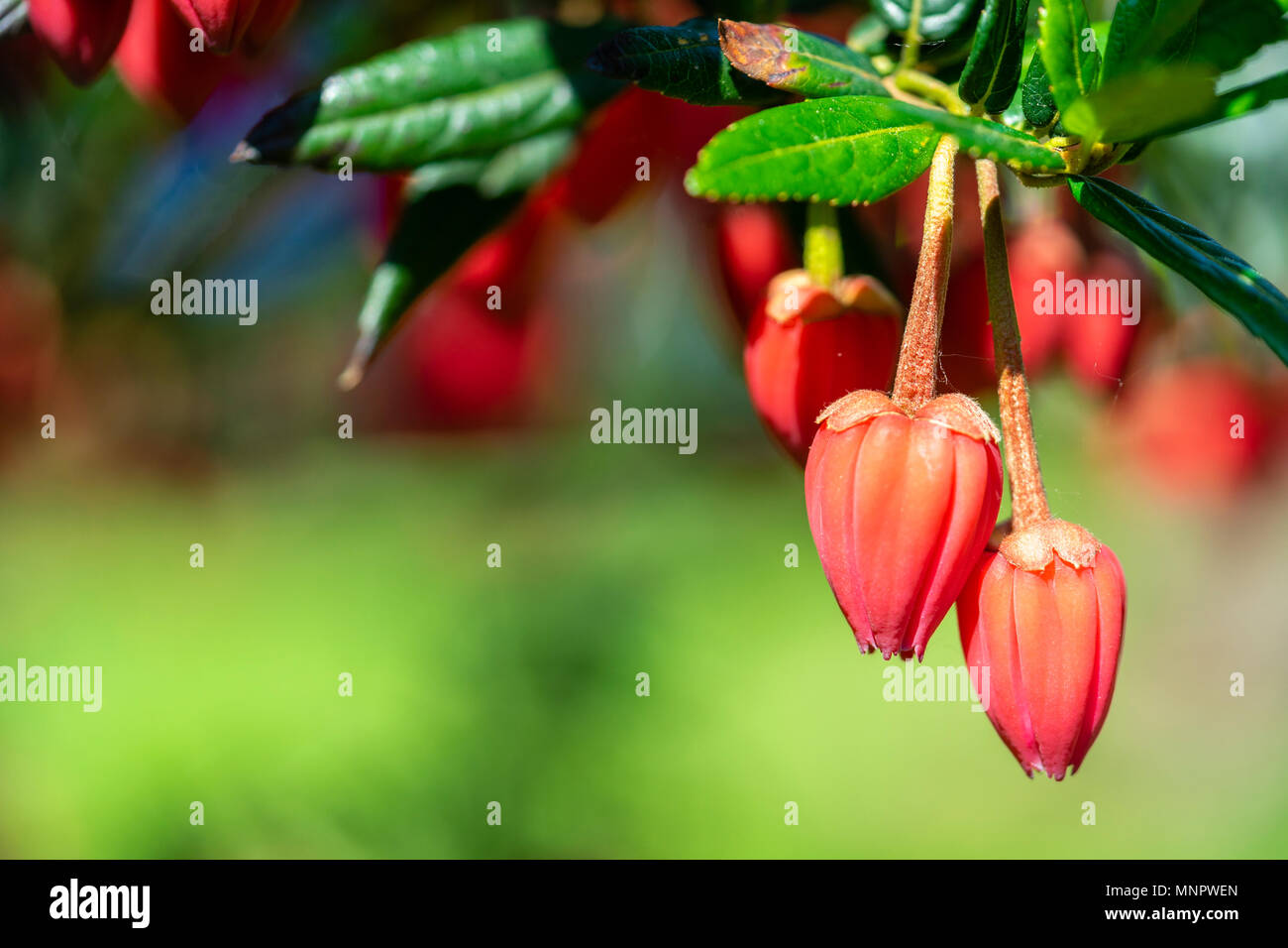 The red (crimson) coloured drooping flowers of a Crinodendron hookerianum, also known as Chilean Lantern Tree, an evergreen shrub/ small tree, UK Stock Photo