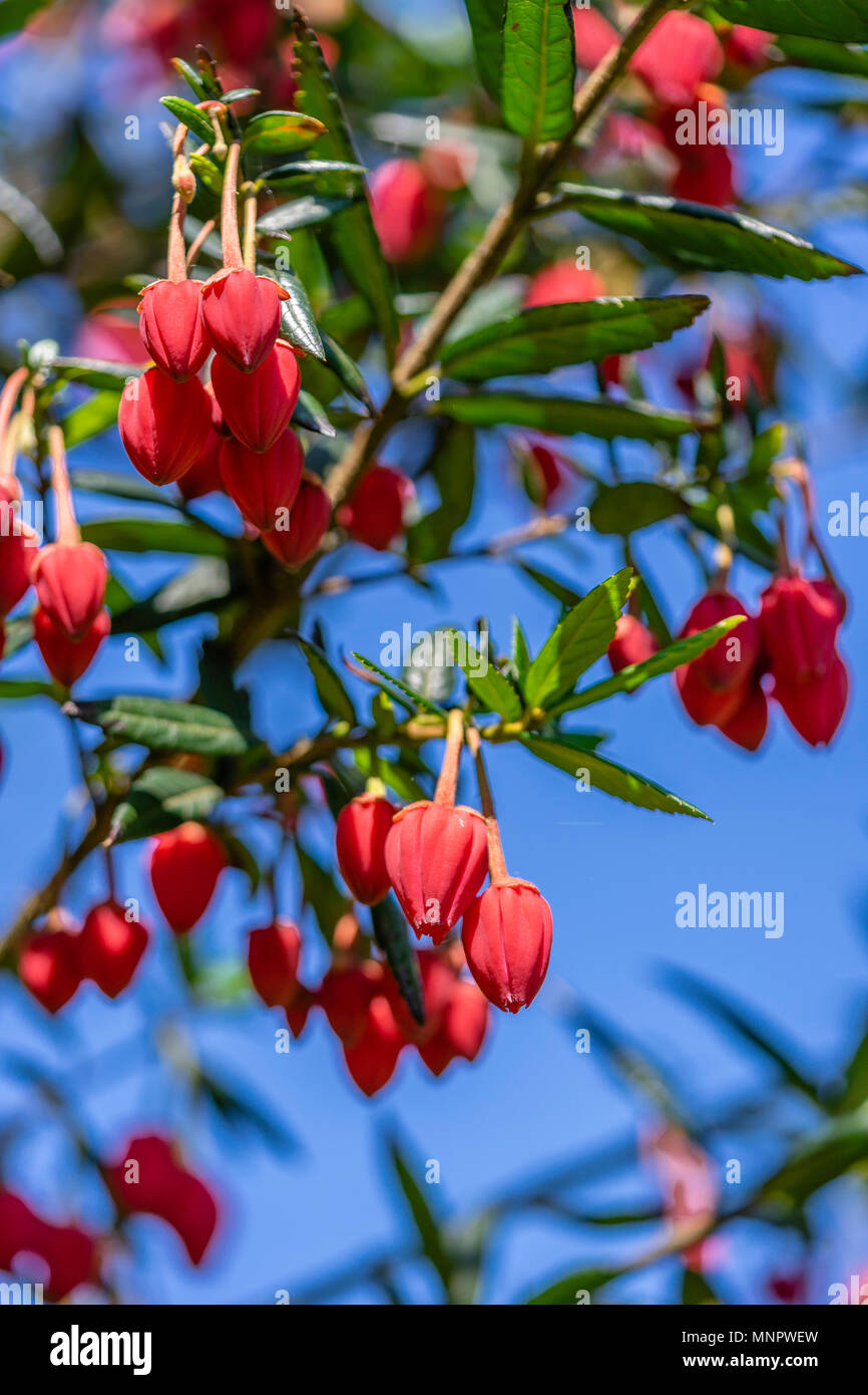 The red (crimson) coloured drooping flowers of a Crinodendron hookerianum, also known as Chilean Lantern Tree, an evergreen shrub/ small tree, UK Stock Photo