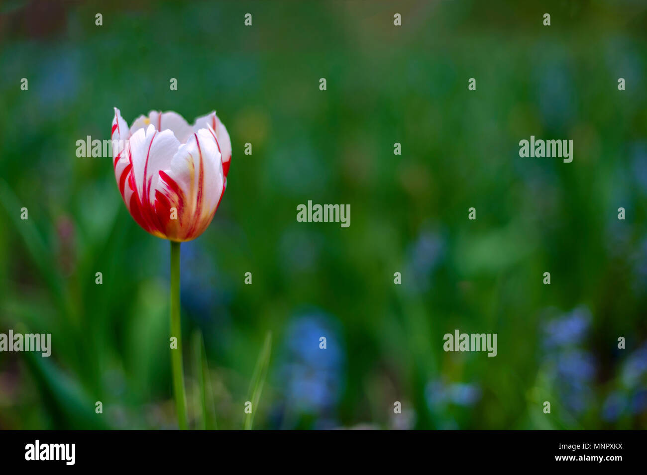 Hybrid tulip flower close hi-res stock photography and images - Alamy
