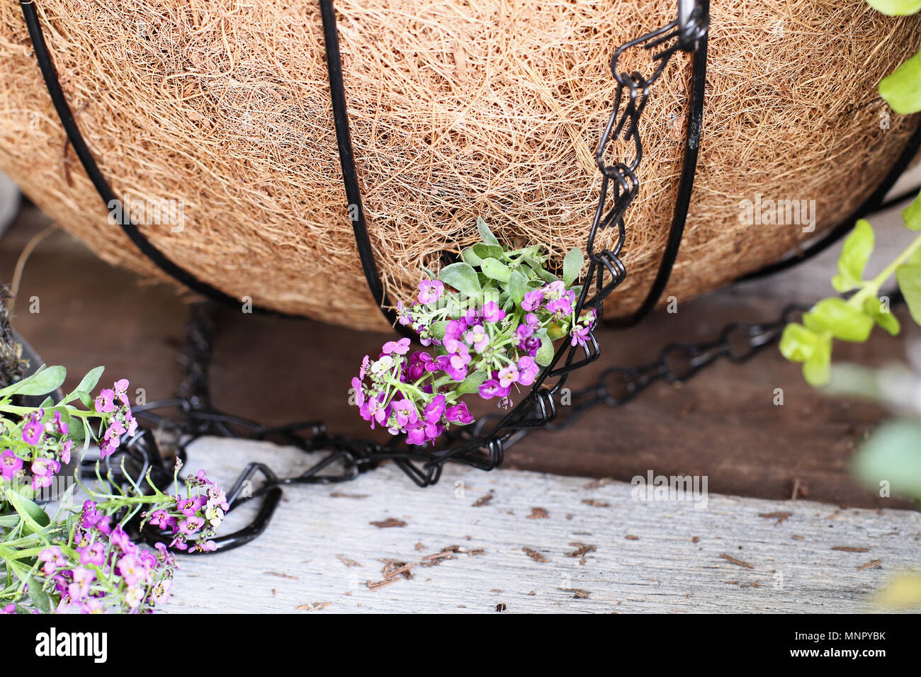 Demonstration of Alyssum plant poking through bottom of a hanging