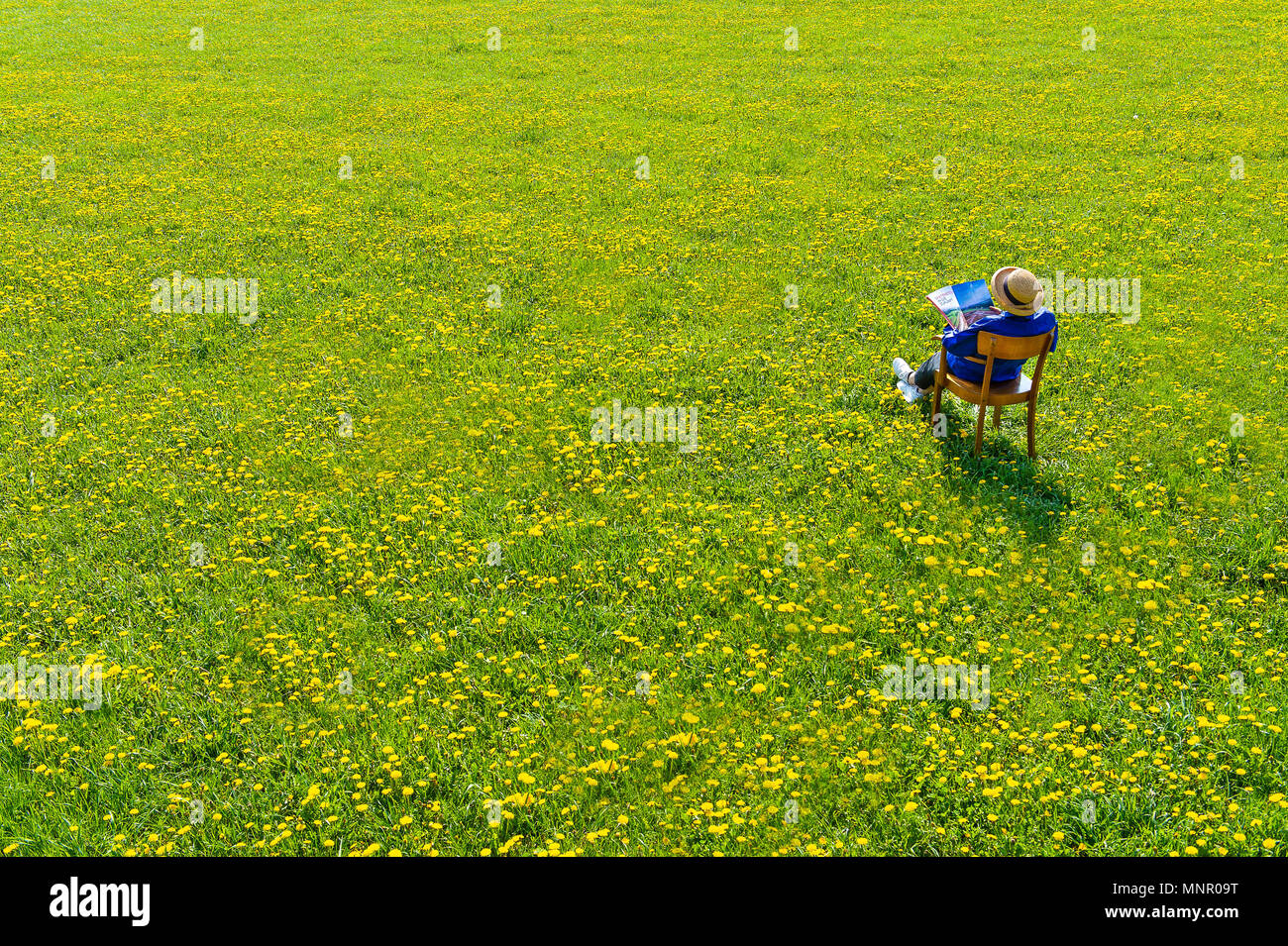 Spring Meadow with Dandelion, Woman with straw hat sits on chair and reads, Bavaria, Germany Stock Photo