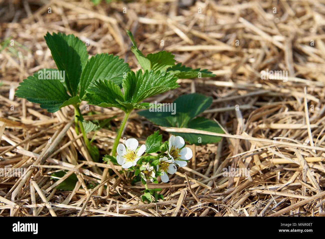 A bush of blossoming strawberries on a bed in straw Stock Photo - Alamy