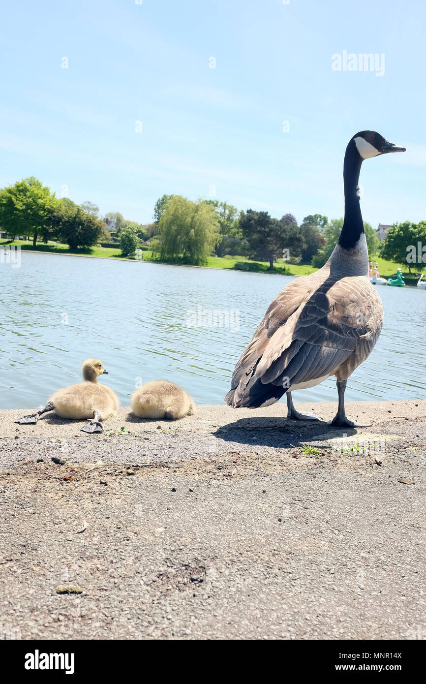 May 2018 - Canada goose with two of her young beside the lake in Portishead, North Somerset. Stock Photo