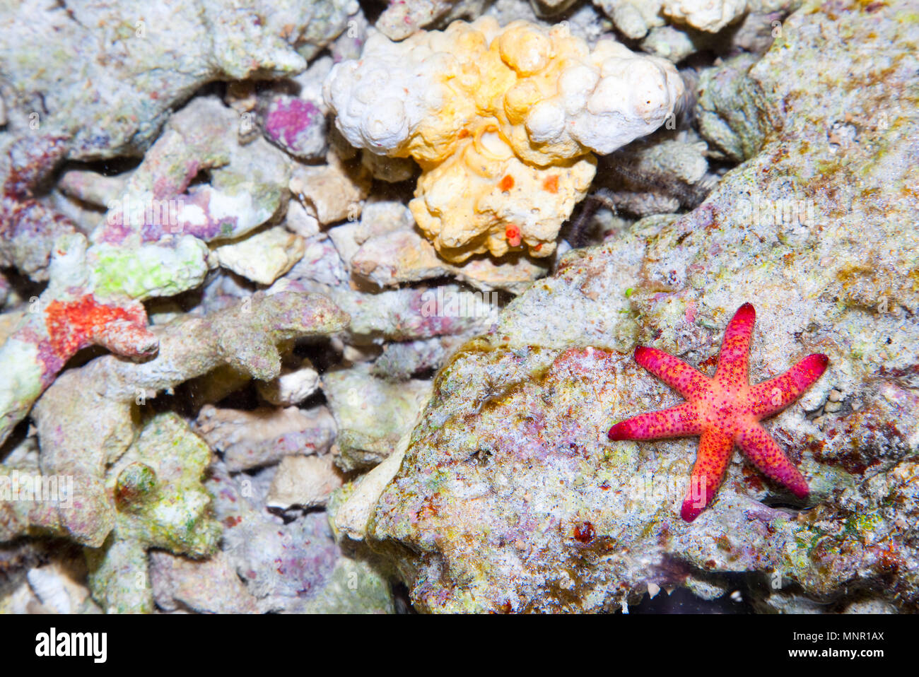 Sea star in the coral reef, Bali sea, Indonesia Stock Photo