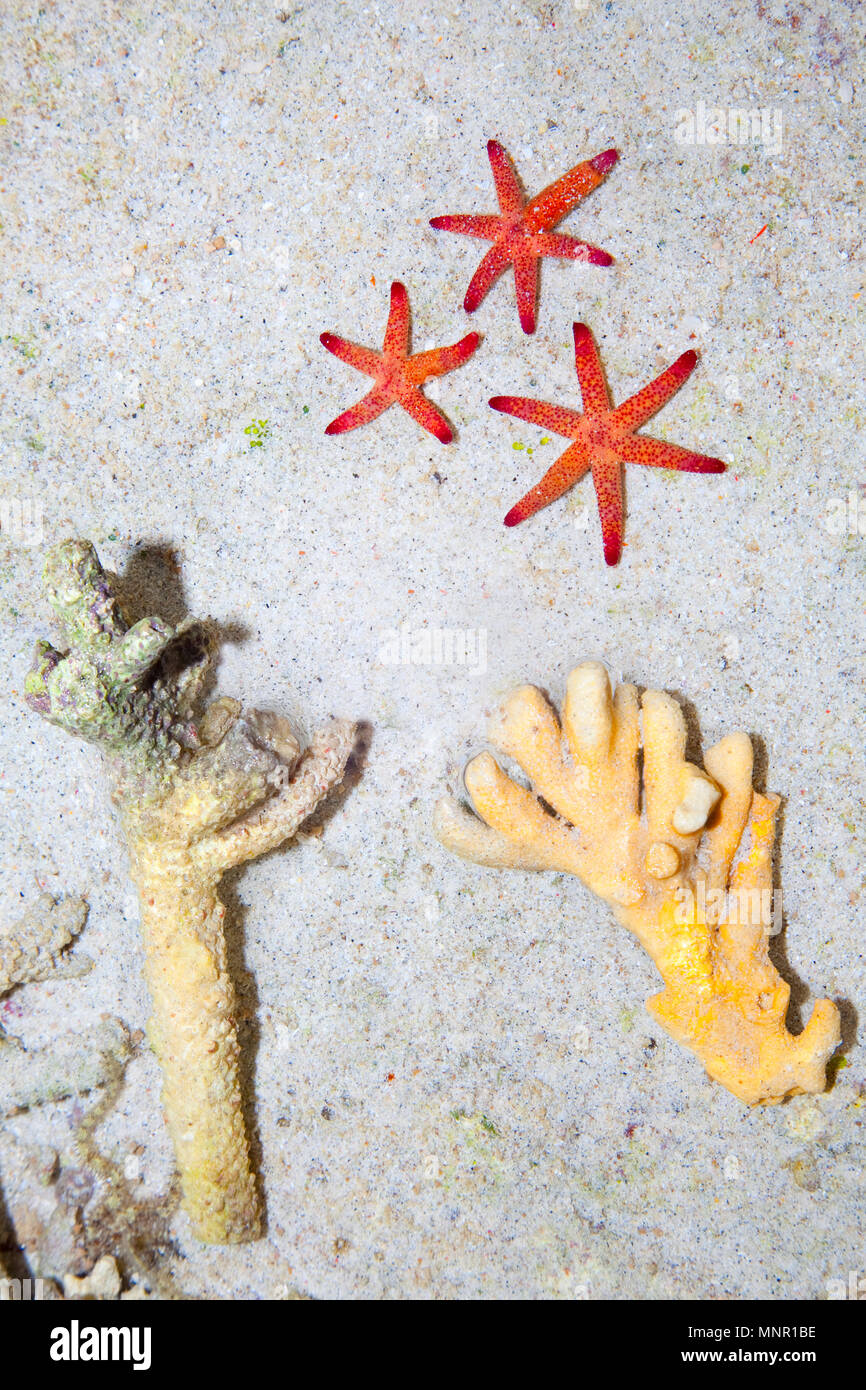 Sea stars and coral on send, Bali beach, Indonesia Stock Photo