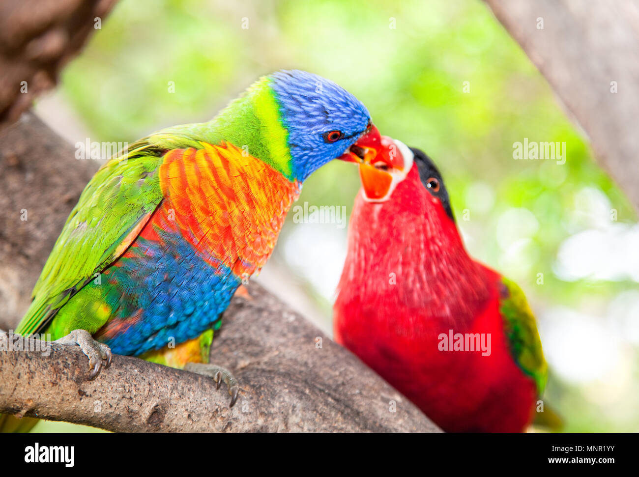 Australian rainbow lorikeets. Australia beautiful birds kissing on branch Stock Photo