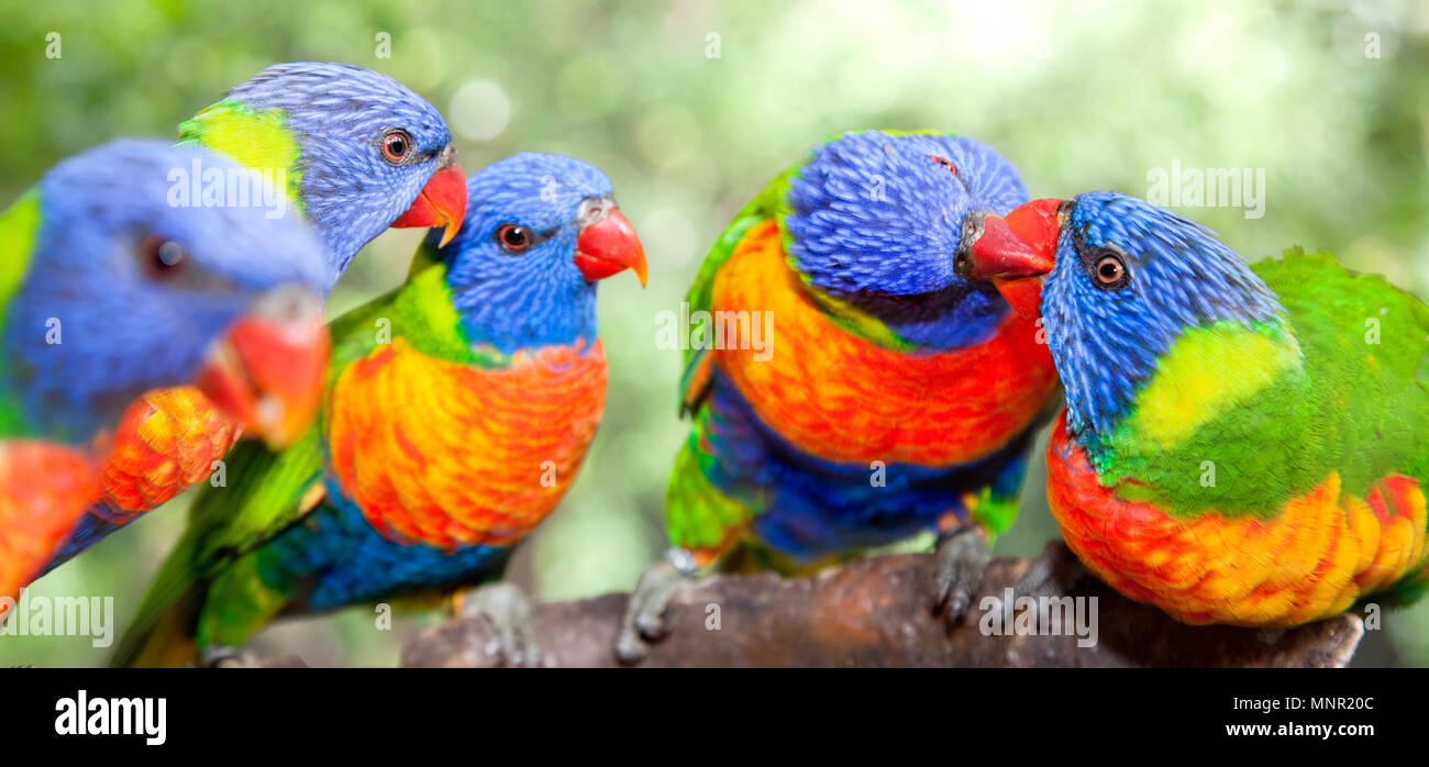 rainbow Australia beautiful birds kissing on branch Photo - Alamy