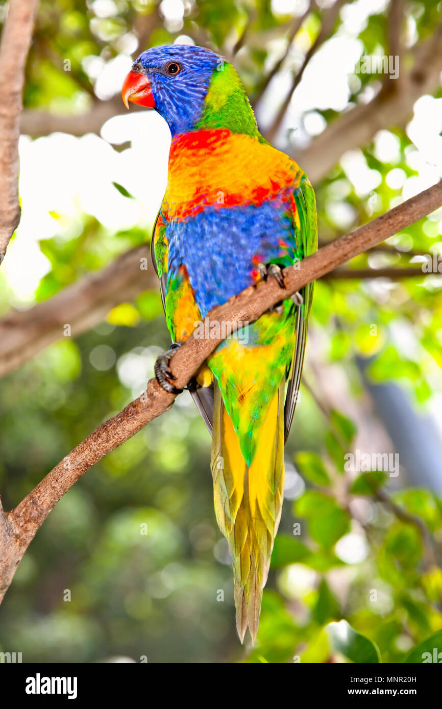 Australian lorikeets- Australia birds on branch Stock Photo -