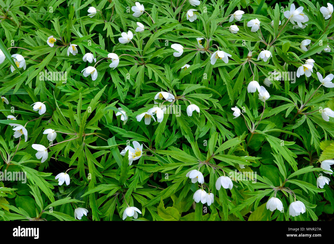 Gentle white wild flowers snowdrop anemone (Anemone sylvestris) with beautiful carved leaves - early spring background, beauty of nature Stock Photo