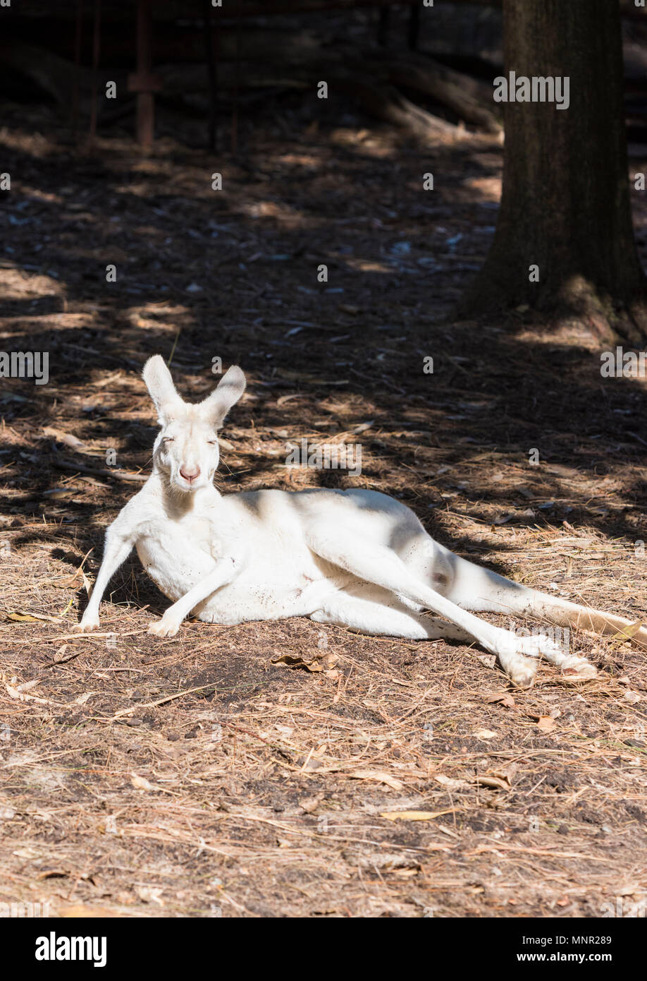 Albino kangaroo hugs a laughing American woman at a Perth wildlife park