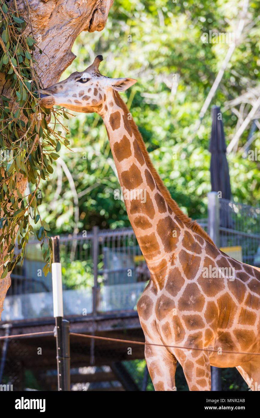 Perth Zoo's baby giraffe calf named Kamili, Perth Zoo, South Perth, Western Australia Stock Photo