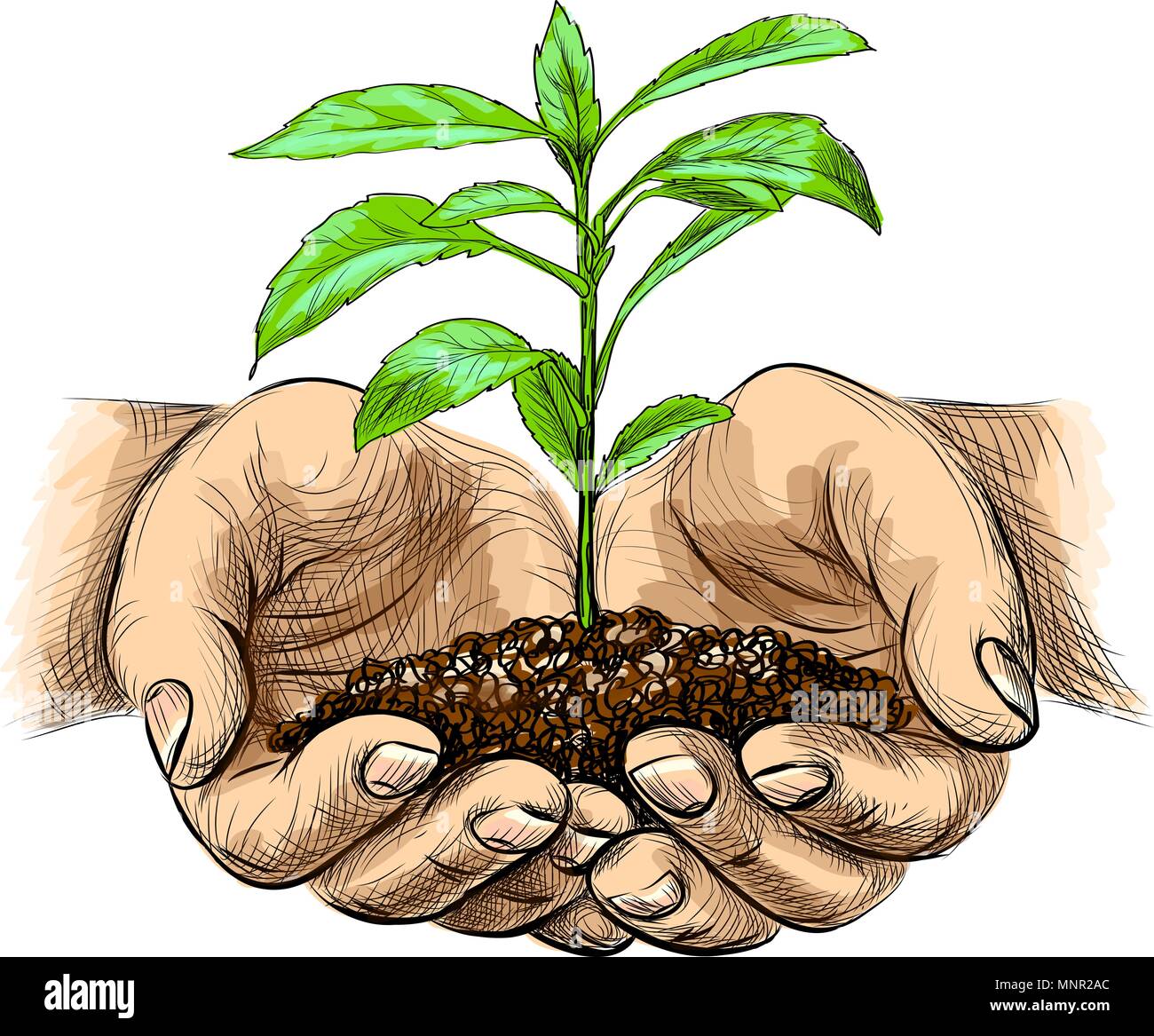 Hand holding plant isolated Stock Vector Images - Alamy