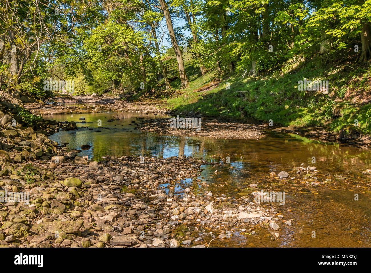 North Pennines landscape, wooded riverbanks on the upper reaches of the River Greta in spring sunshine, near Bowes, Teesdale, UK Stock Photo