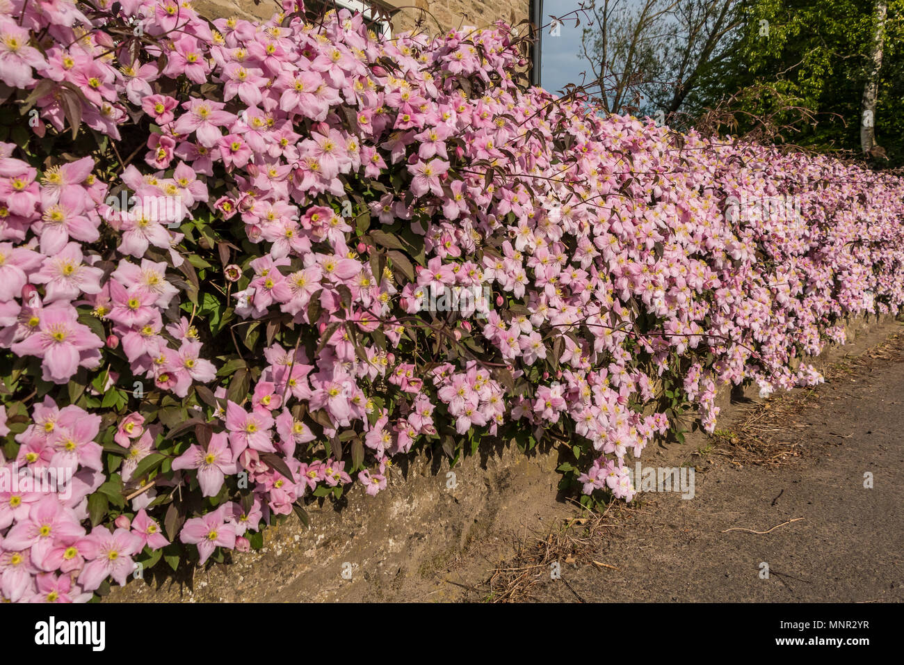 A wall covered in flowering Clematis Montana variety Elizabeth Stock