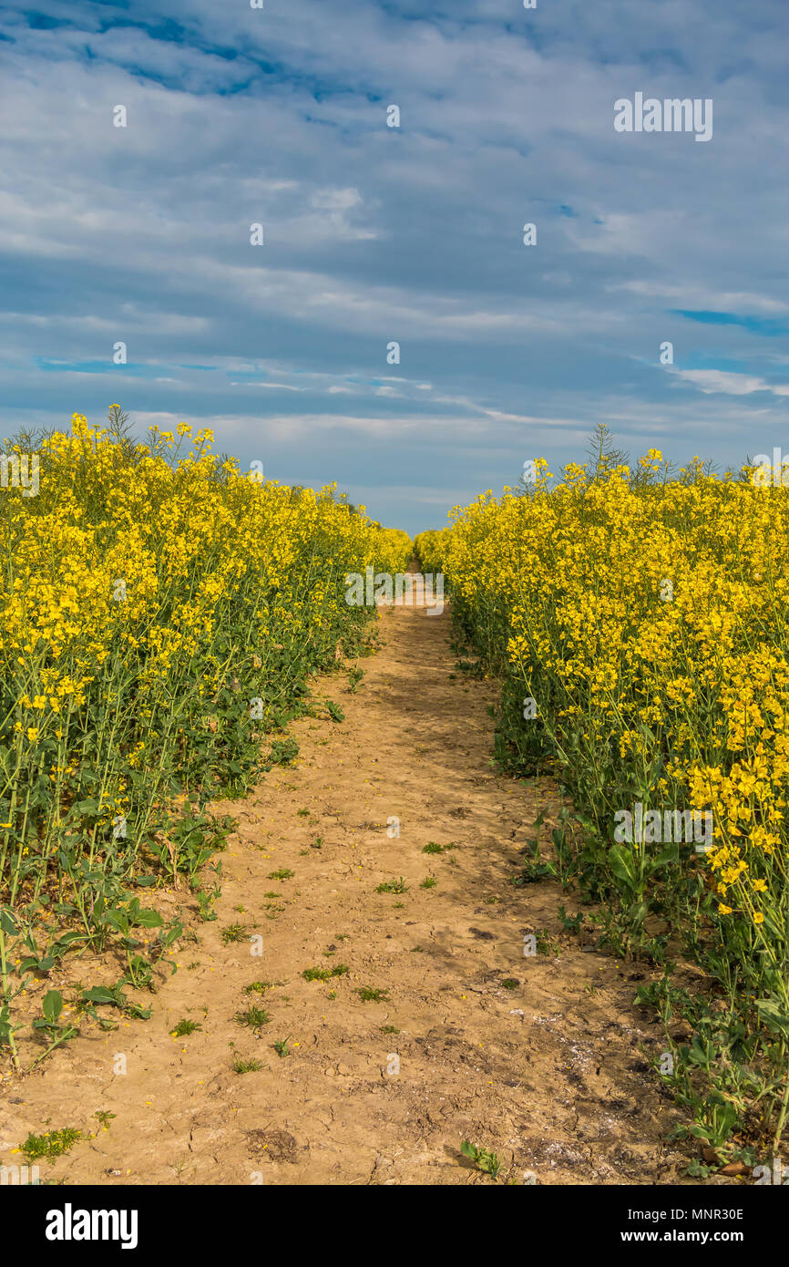 A track though a field of flowering oil seed rape in sunshine under a blue sky, with copy space Stock Photo