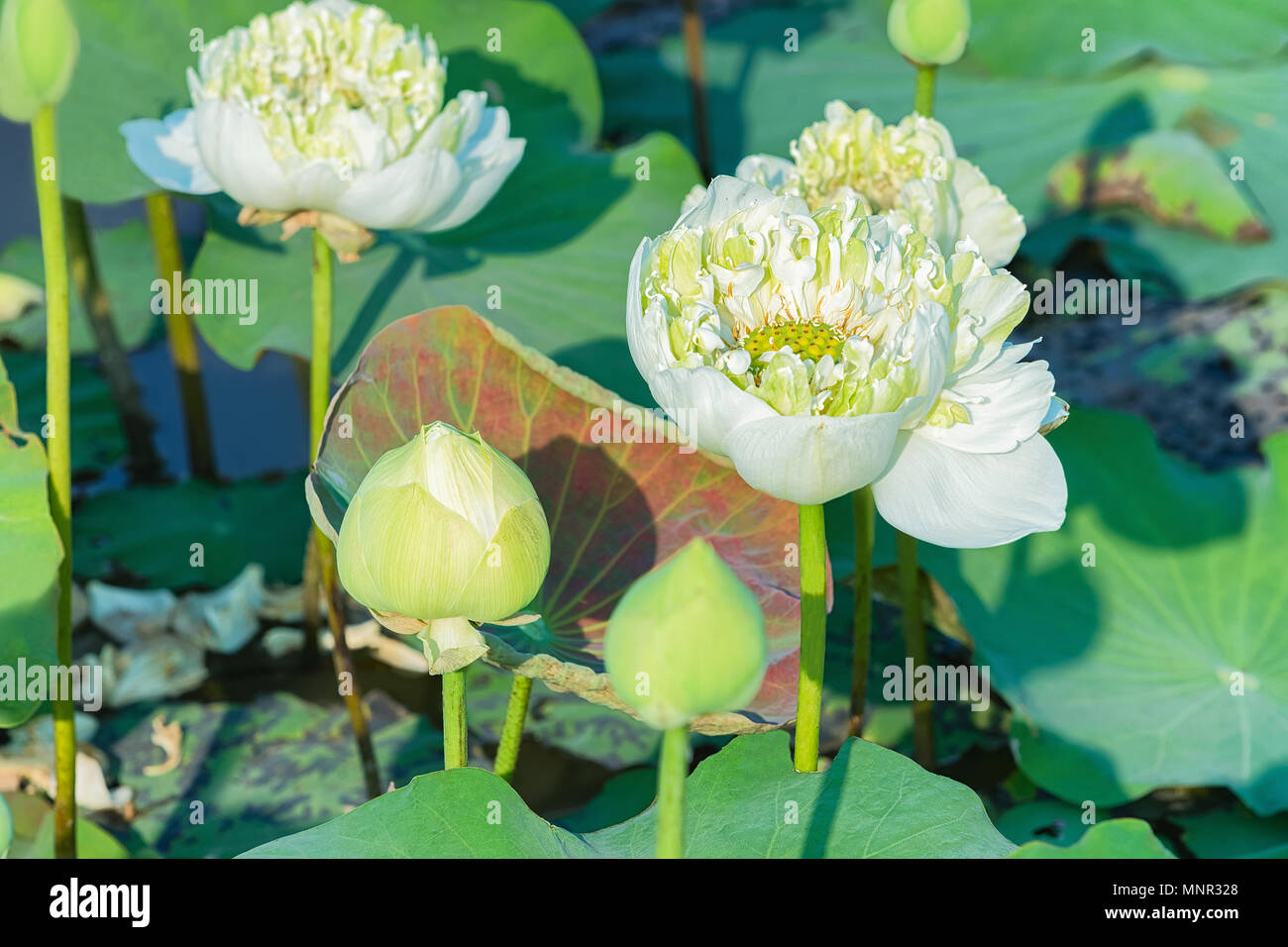 White Lotus flowers field and farm in Siem Reap, in Cambodia Stock Photo Alamy