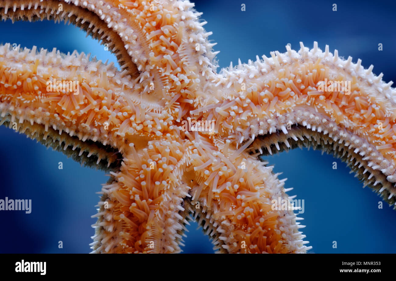 Sealife: common starfish (common sea star) underside, closeup shot, nature sealife abstract Stock Photo
