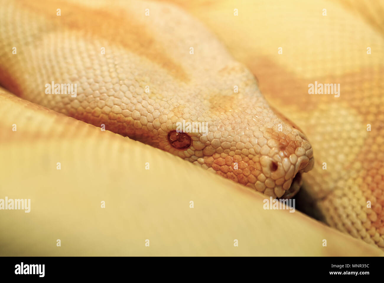 Animals: albino Indian python in a bright warm light, closeup shot Stock Photo