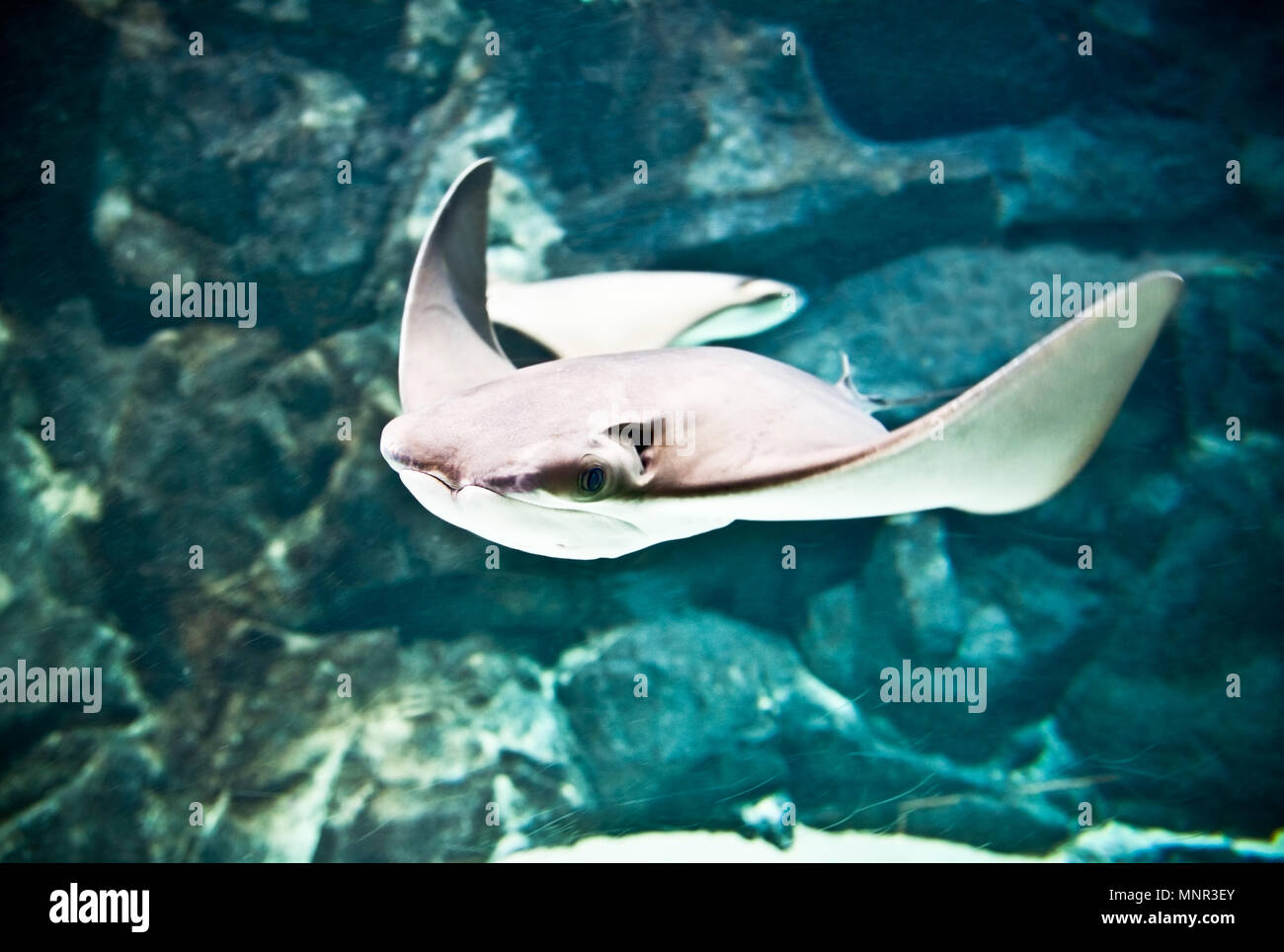 Huge manta ray flying underwater in deep sea Stock Photo