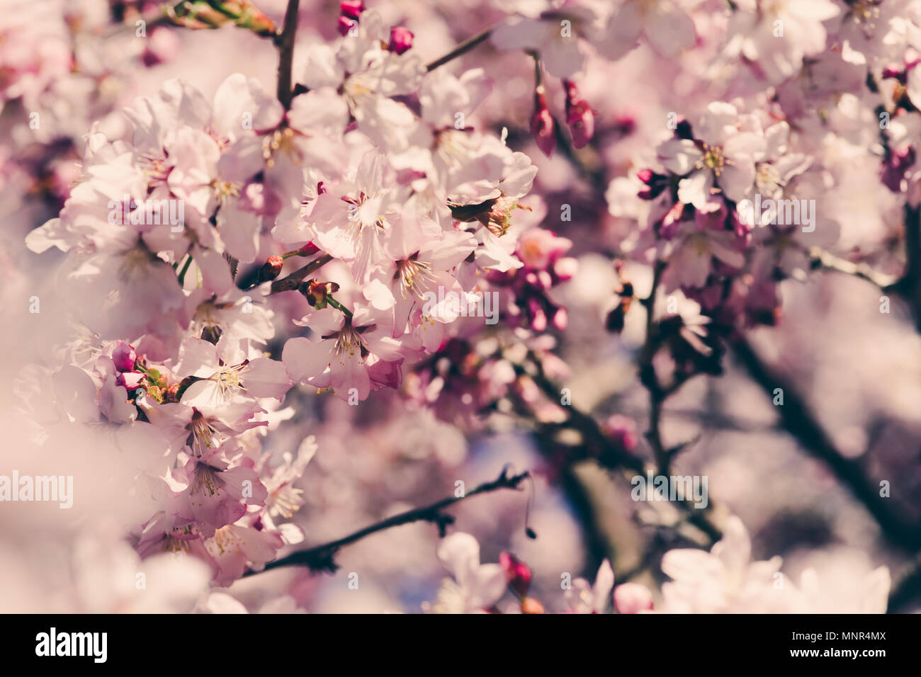 Soft focus on cherry blossom hi-res stock photography and images - Alamy
