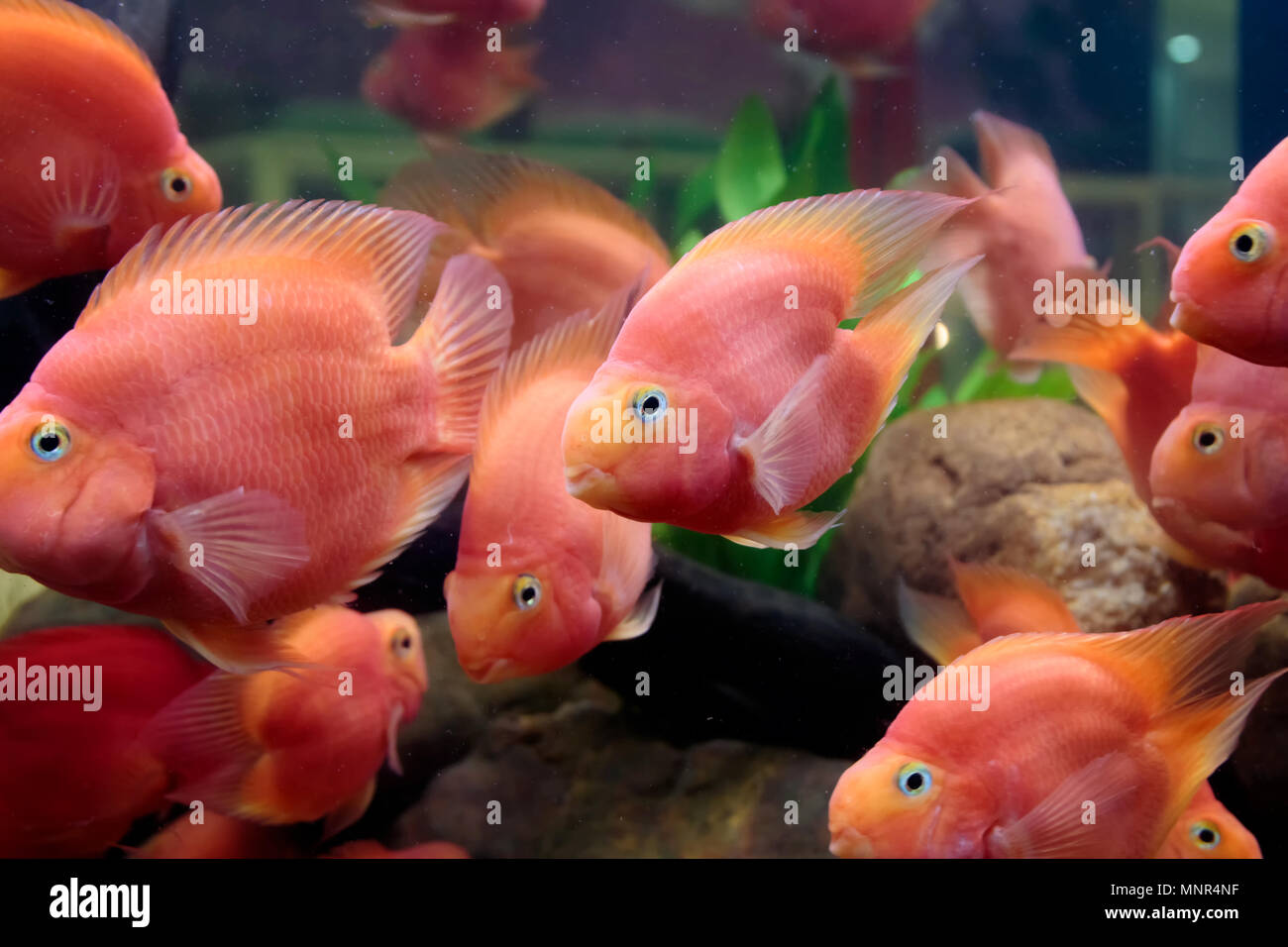 Parrot cichlids swimming in aquarium tank Stock Photo