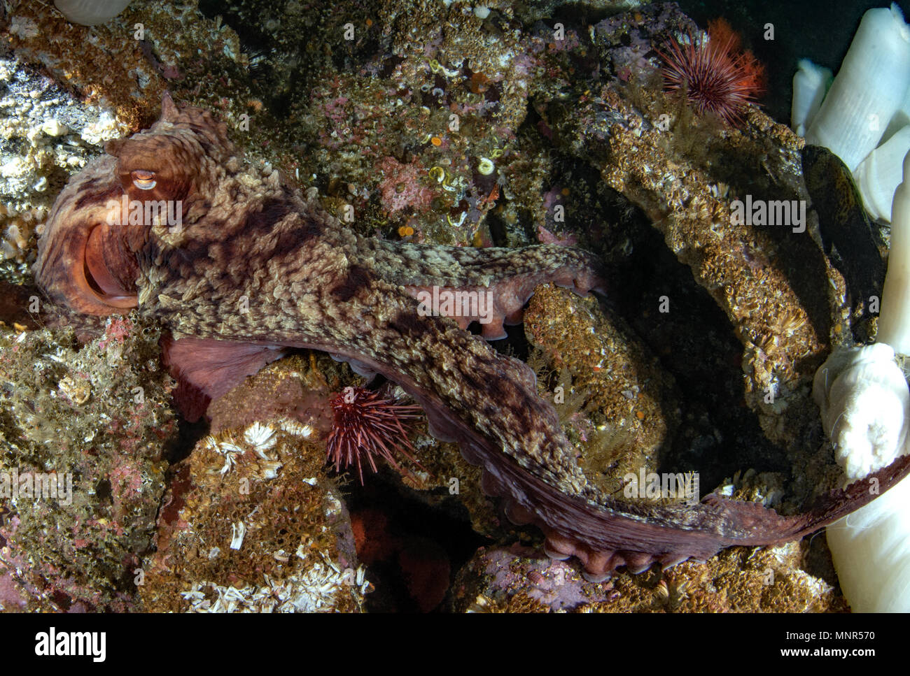 Giant Pacific Octopus, Enteroctopus dofleini Stock Photo