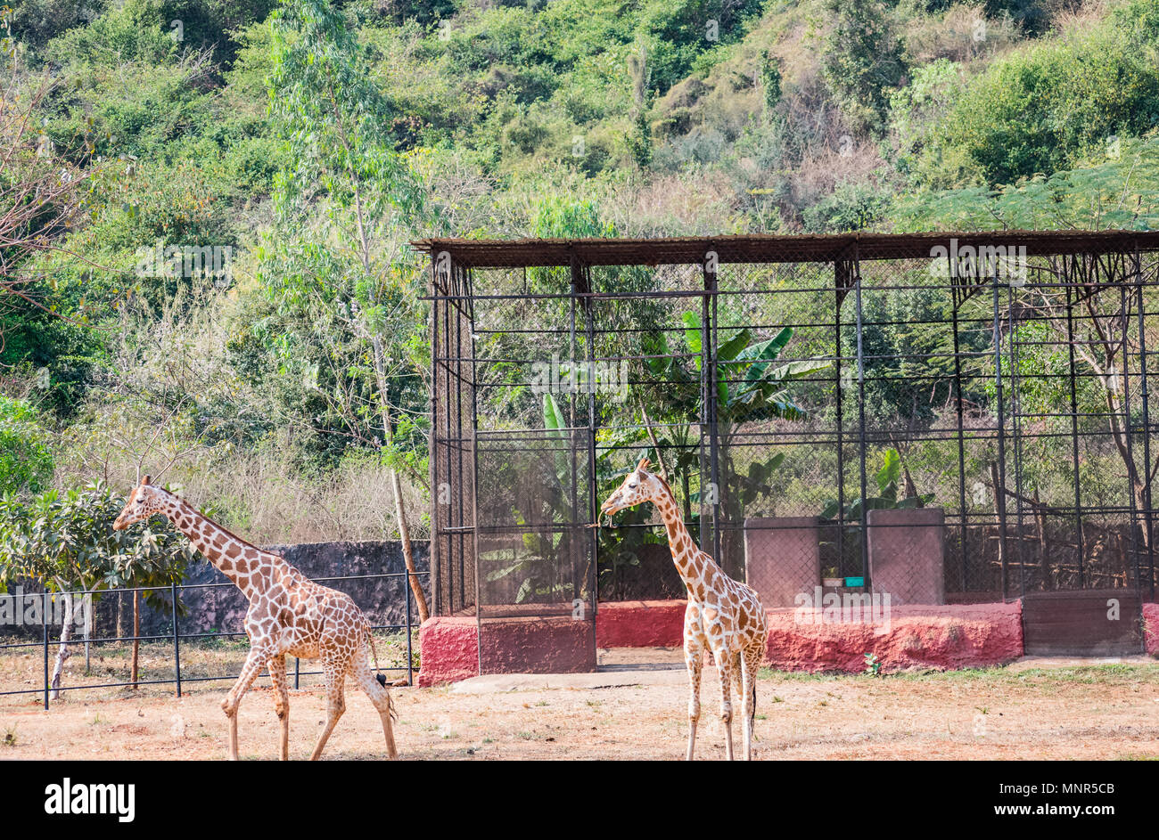 A couple of giraffe standing together in zoo & looking towards to visitors Stock Photo