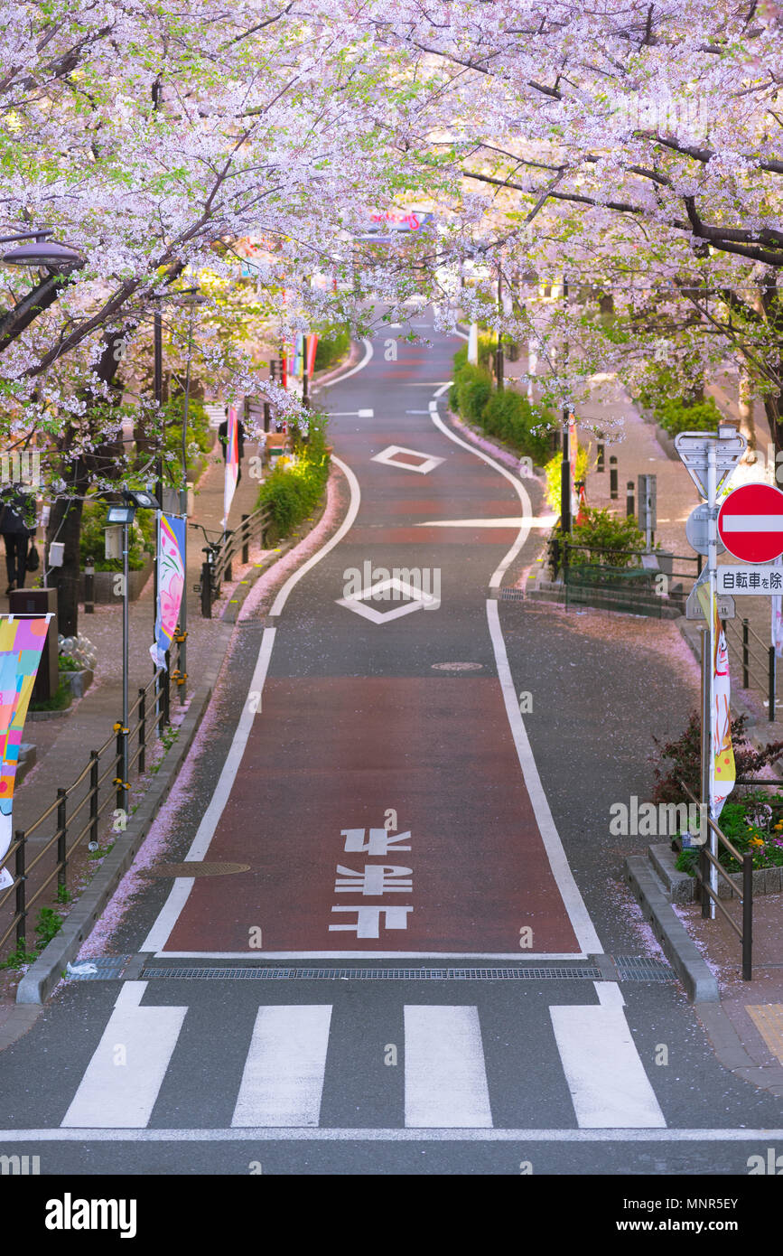 Cherry Blossom Road In Shibuya Japan And Peace Moment Stock Photo