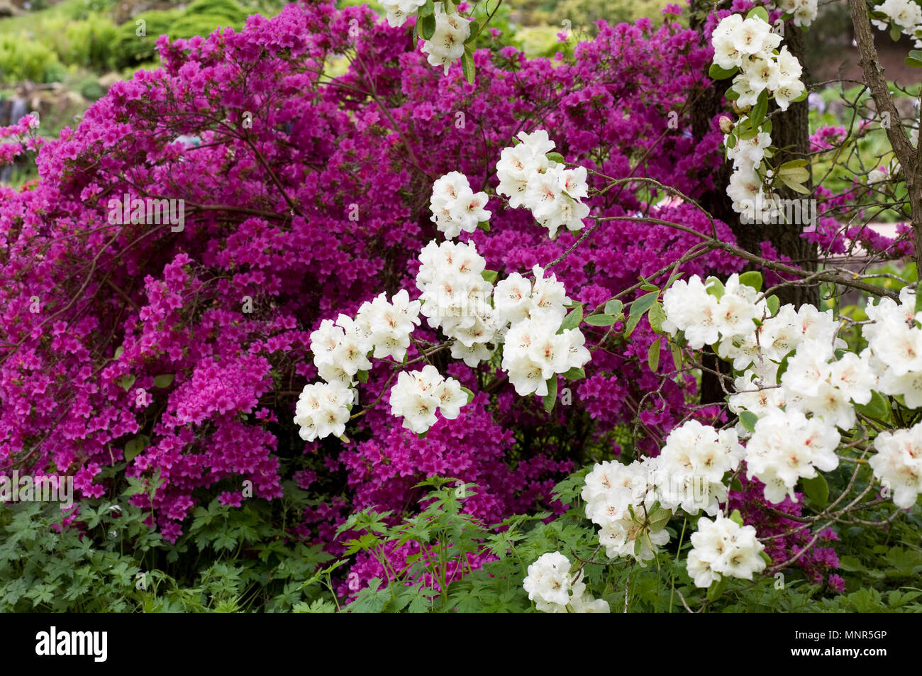 Rhododendron 'Harvest Moon' flowers. Stock Photo