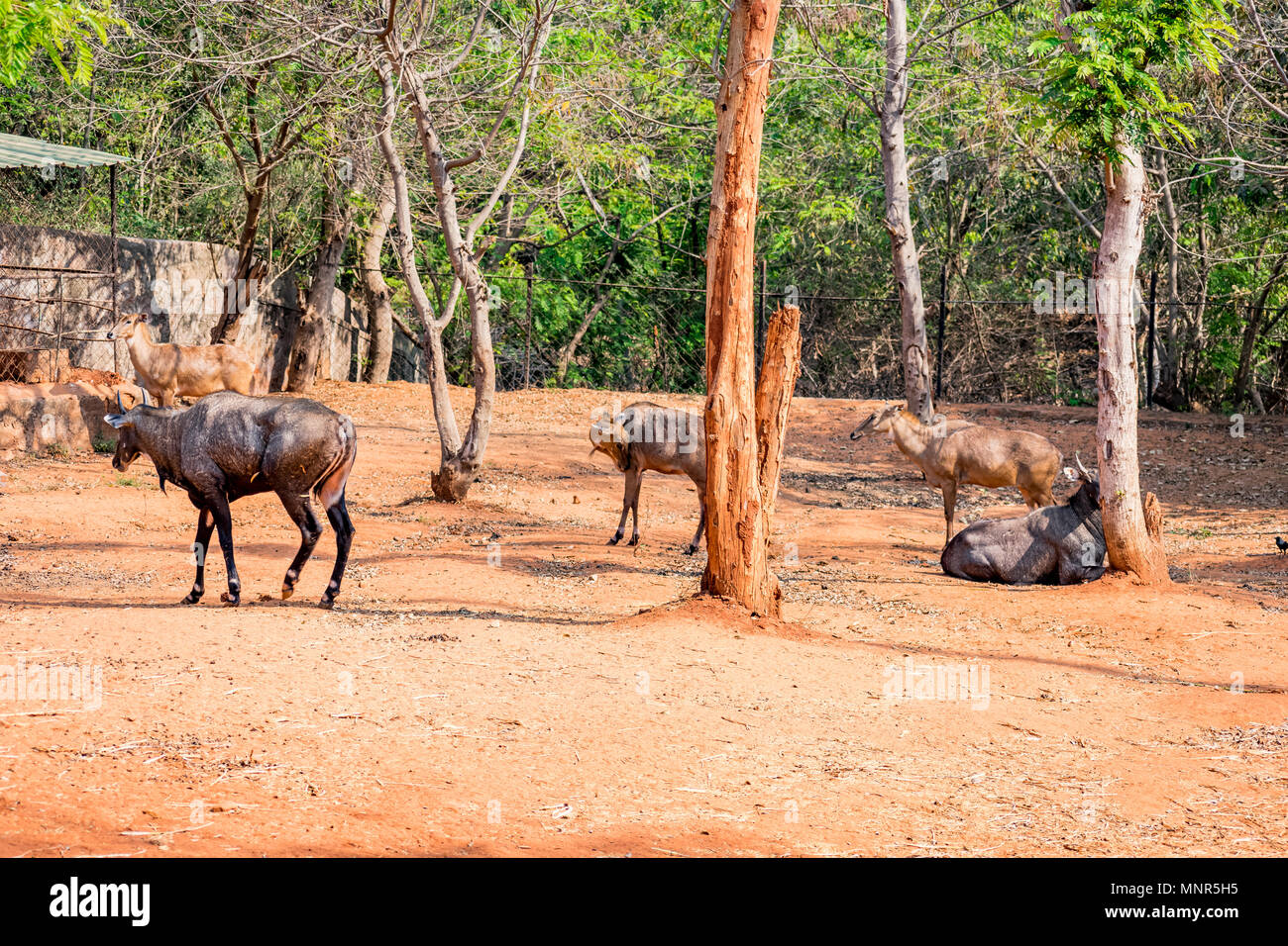 A group of nilgai deer at Indian national park, Visakhapatnam in sunny day  Stock Photo - Alamy