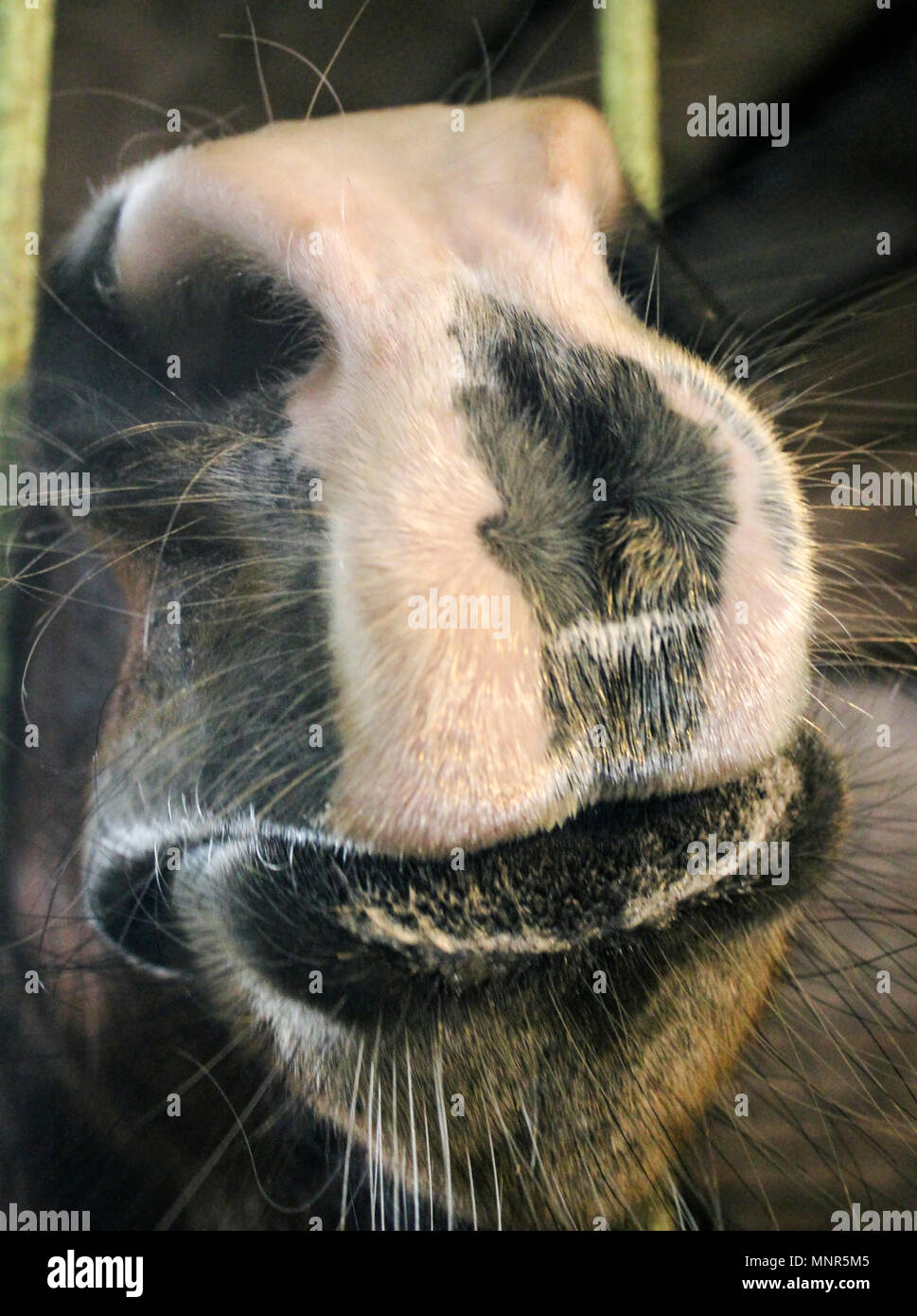 Muzzle of a horse, got out through the bars of the cell, close up Stock Photo