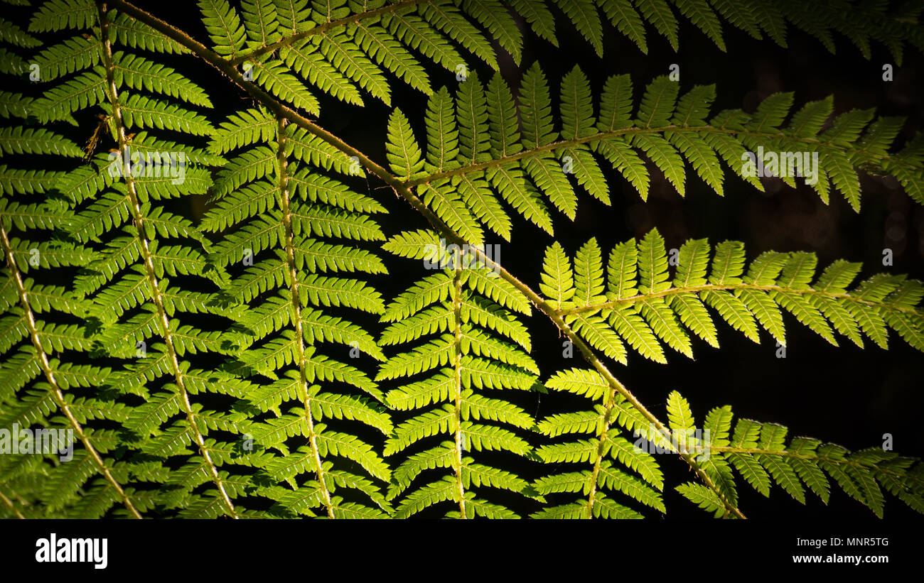 Early Morning light shining through a fern leaf Stock Photo
