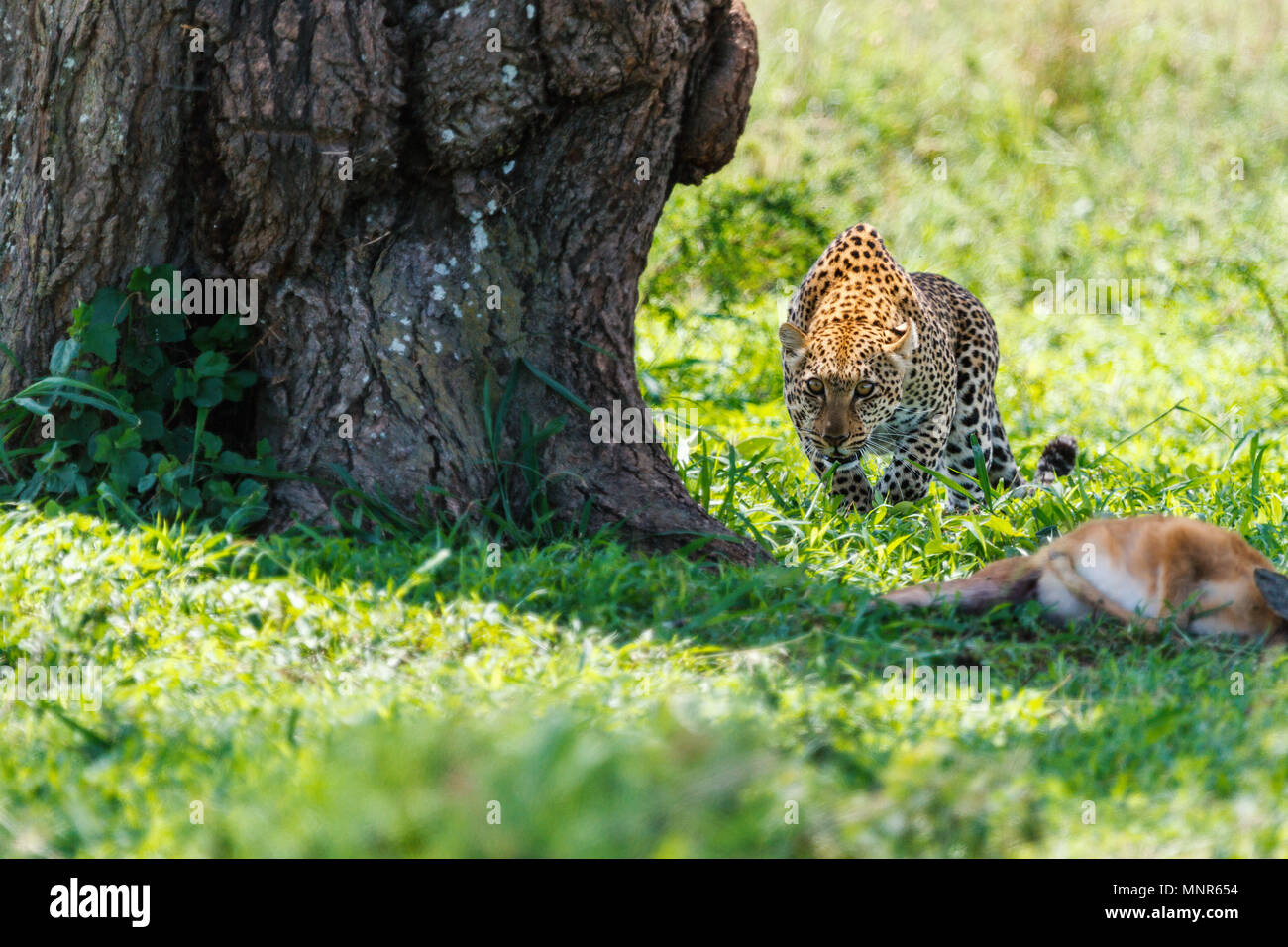 Leopard with killed antelope in Serengeti national park in Tanzania Stock Photo