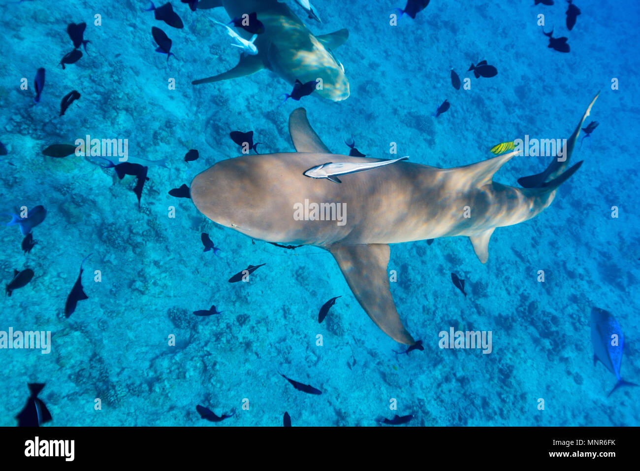 Lemon shark swims among fish in Pacific ocean Stock Photo