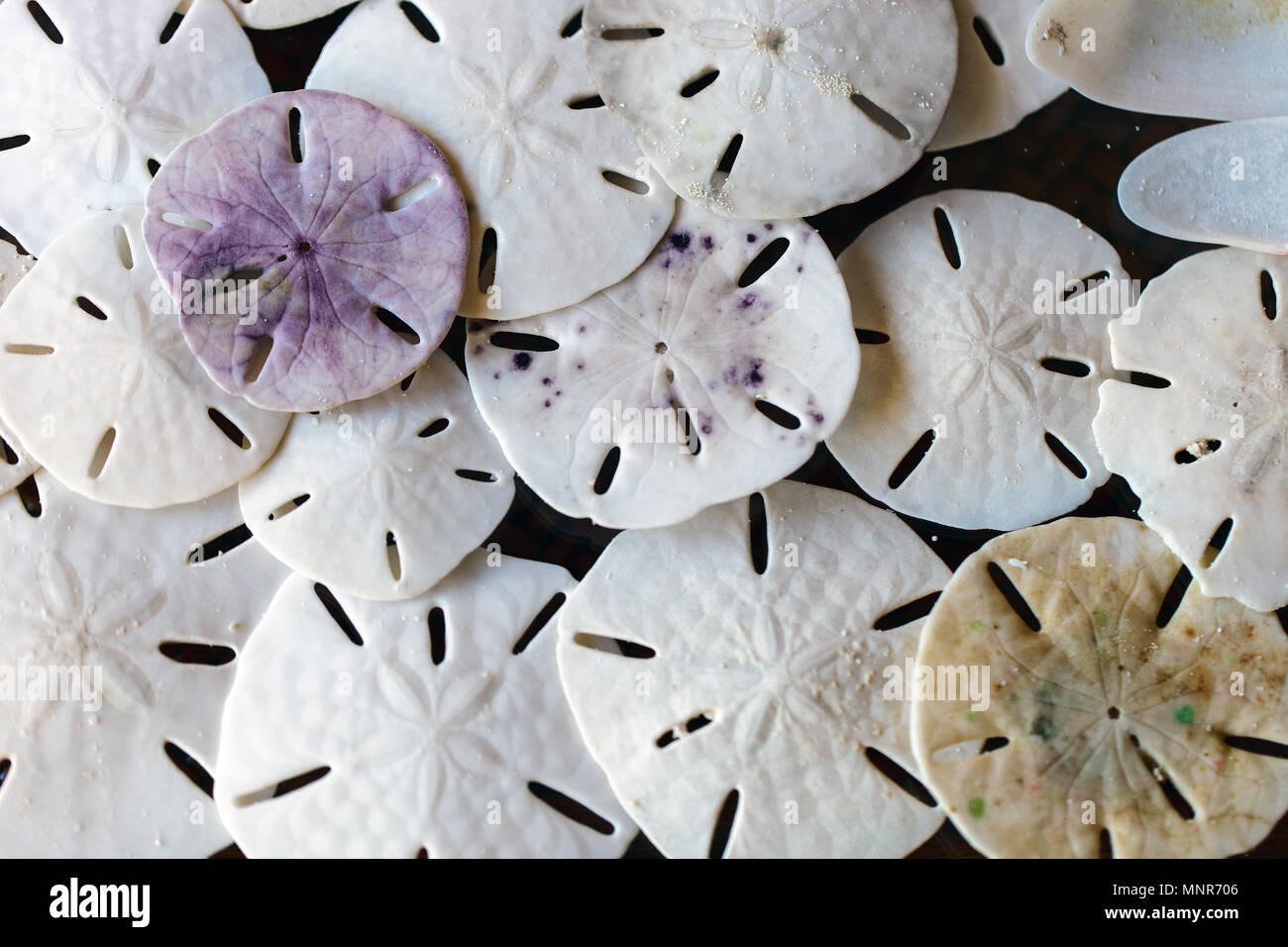 Stack of sand dollars background Stock Photo - Alamy