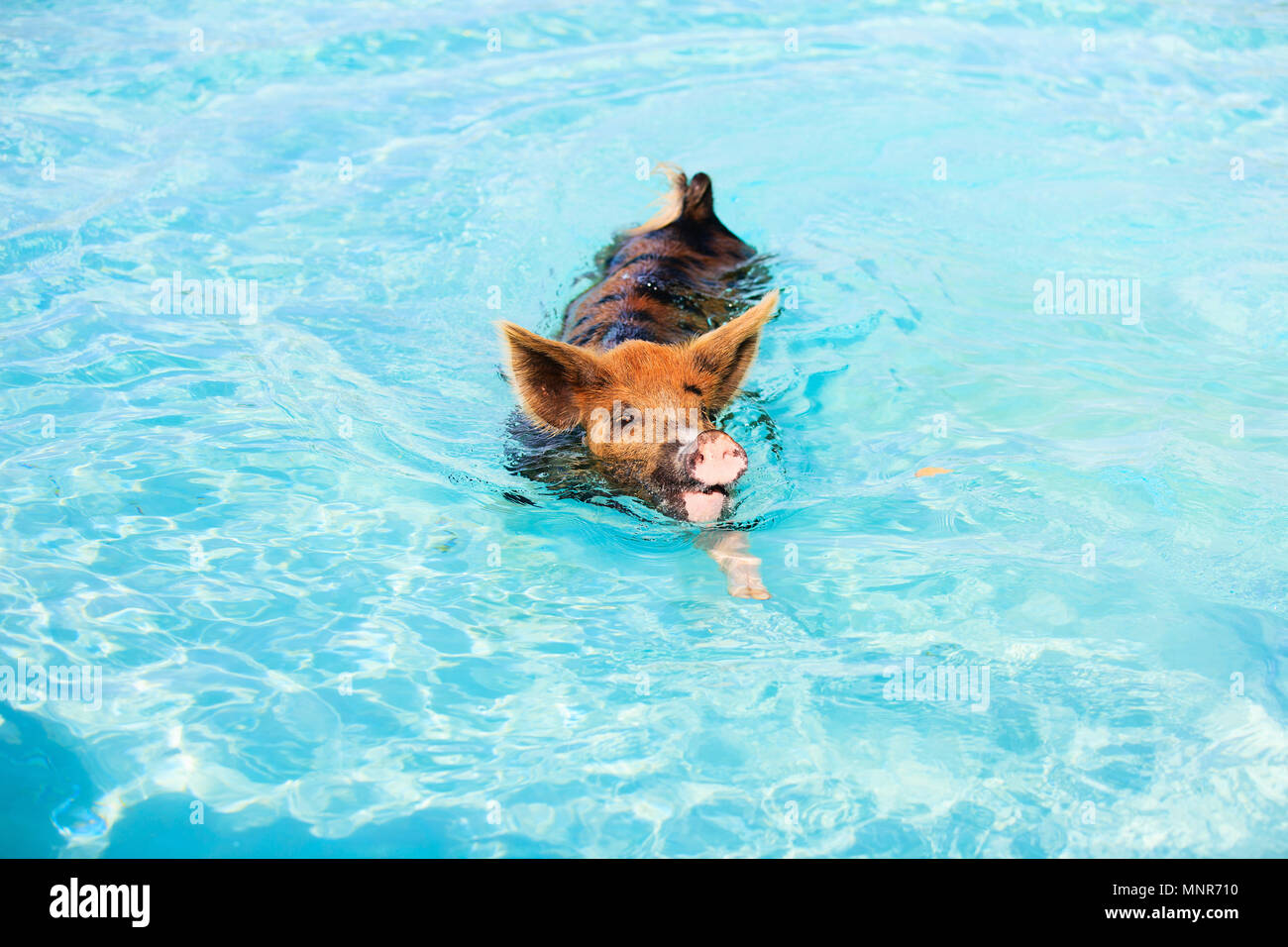 Pig swimming in a water near island of Exuma Bahamas Stock Photo